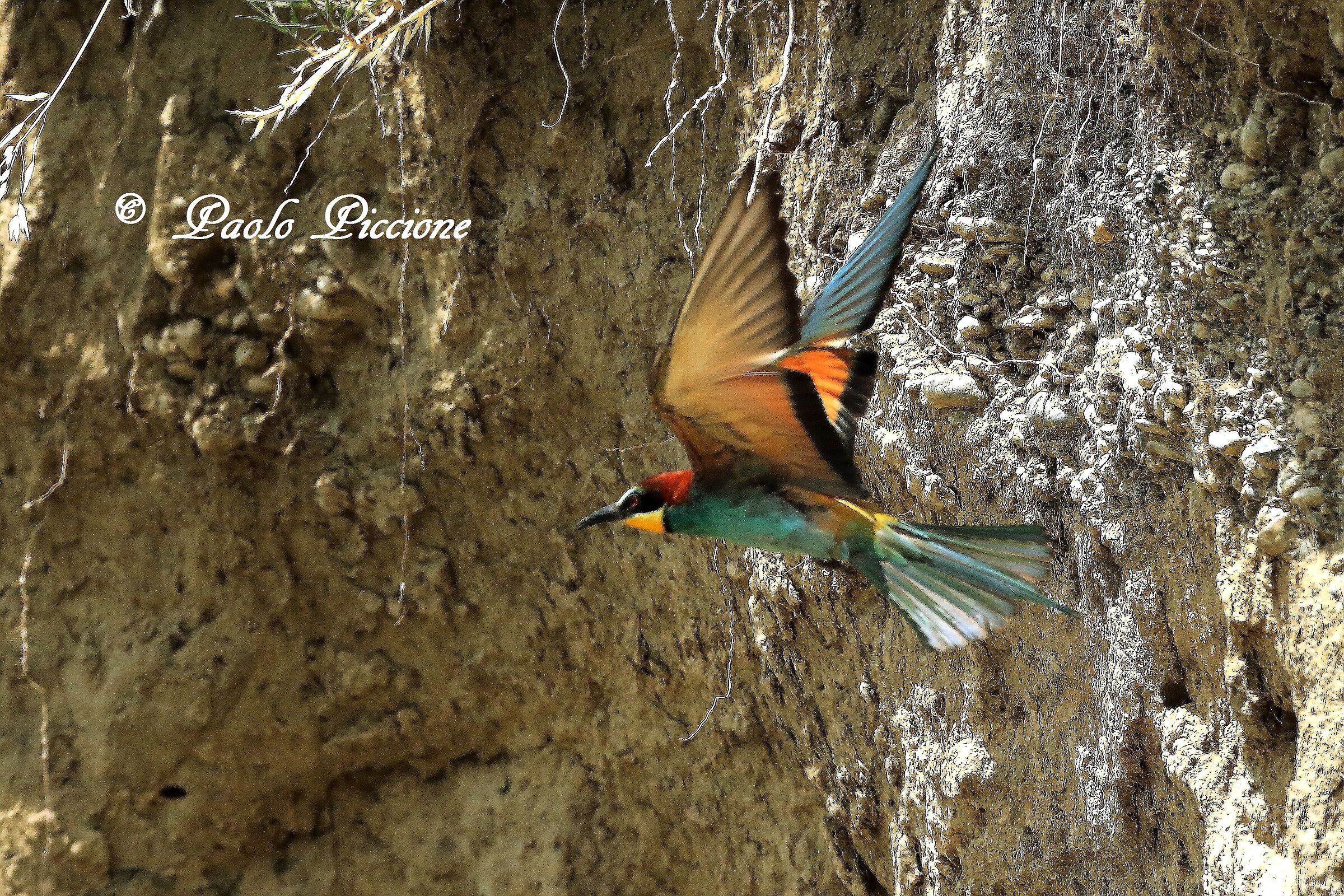 Bee-eaters