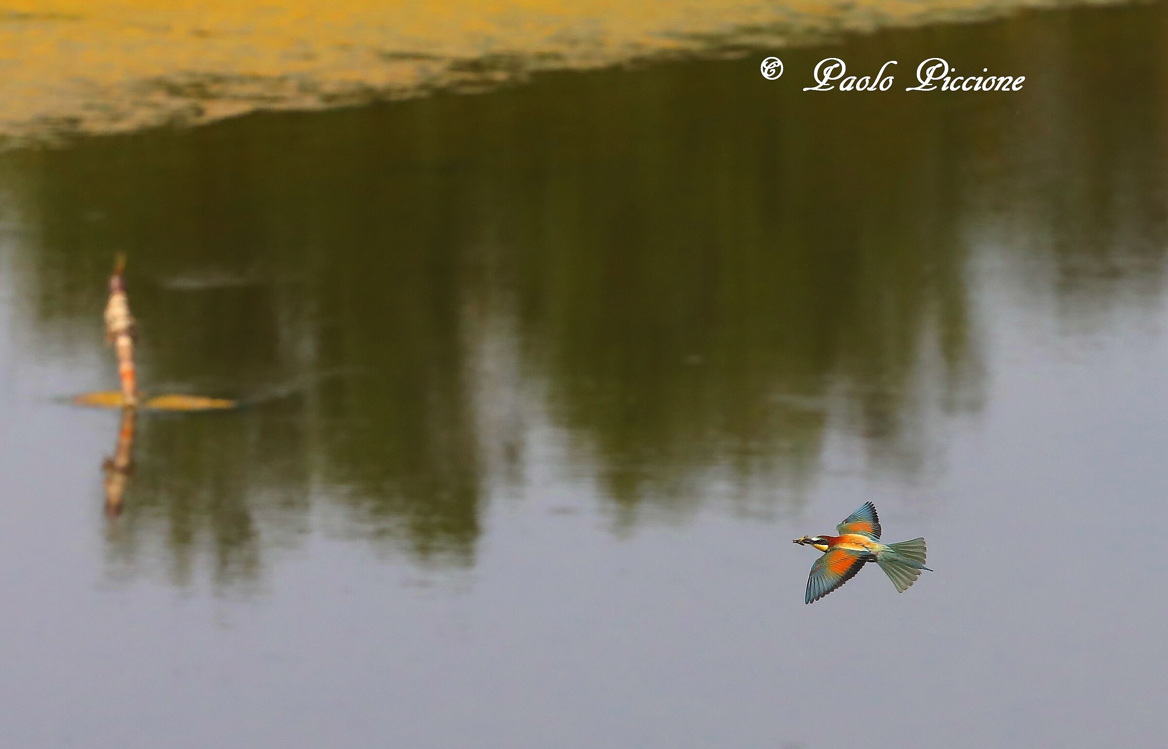 Bee-eaters