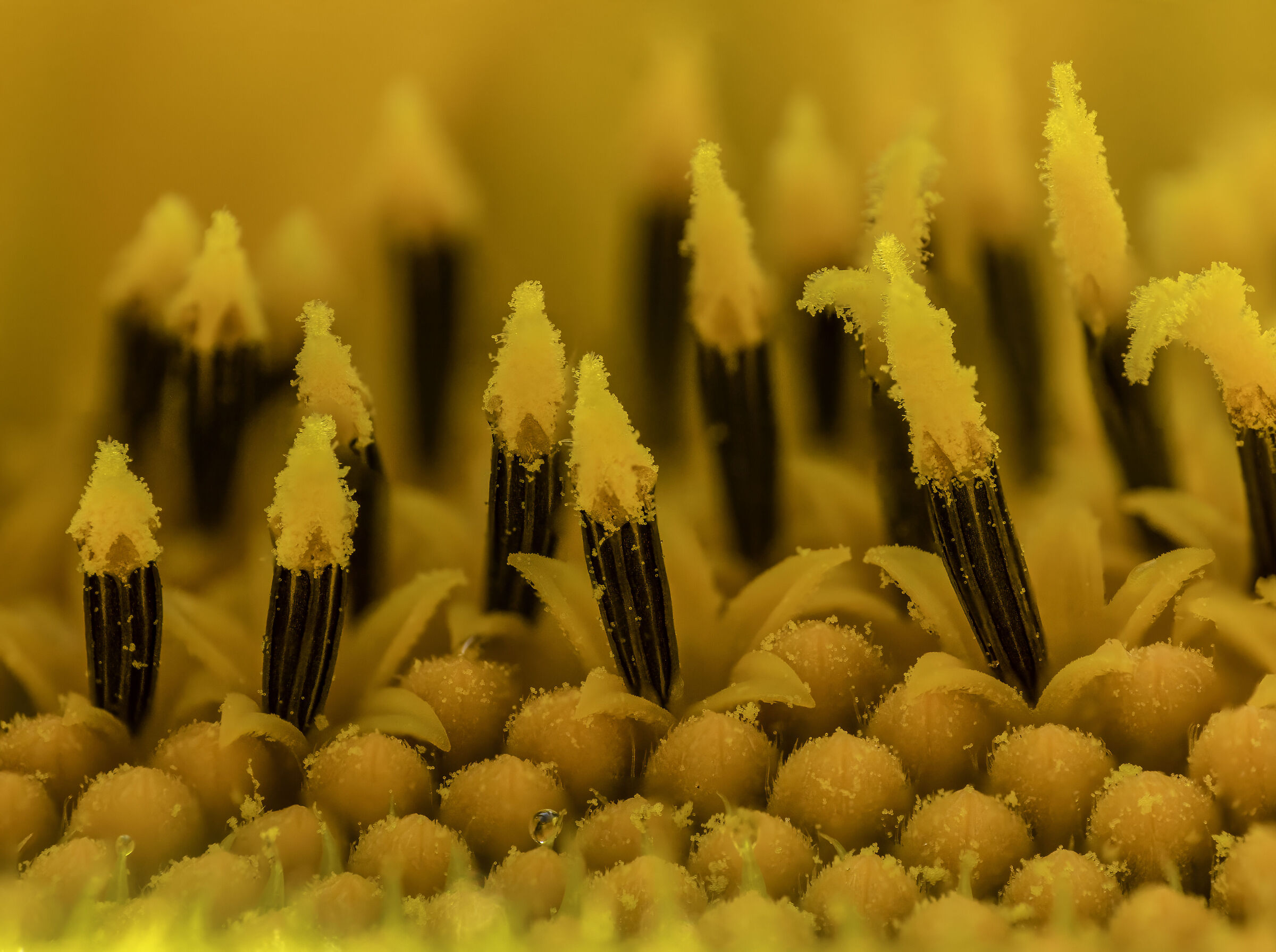 Inside the sunflower