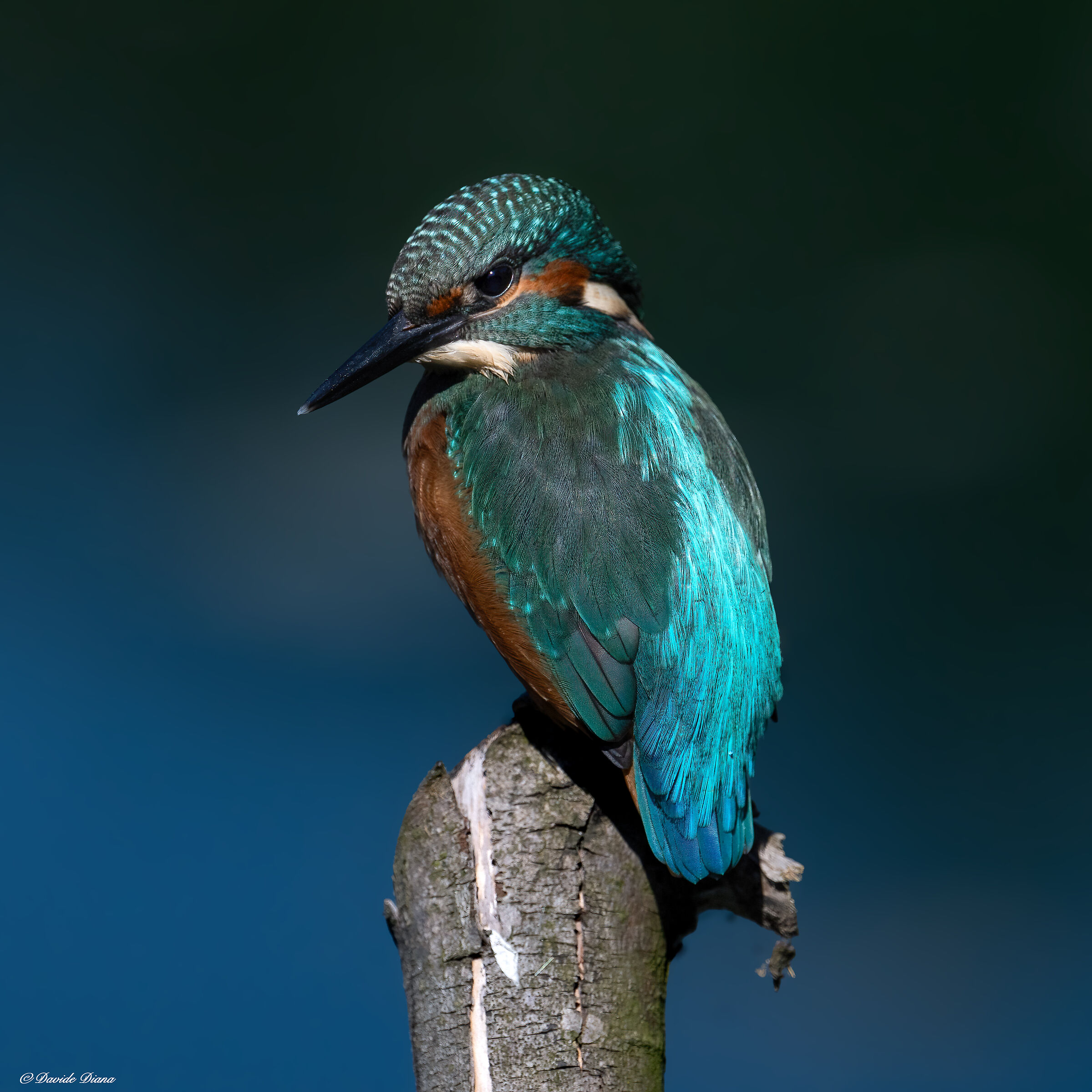 Martin Pescatore - Kingfisher