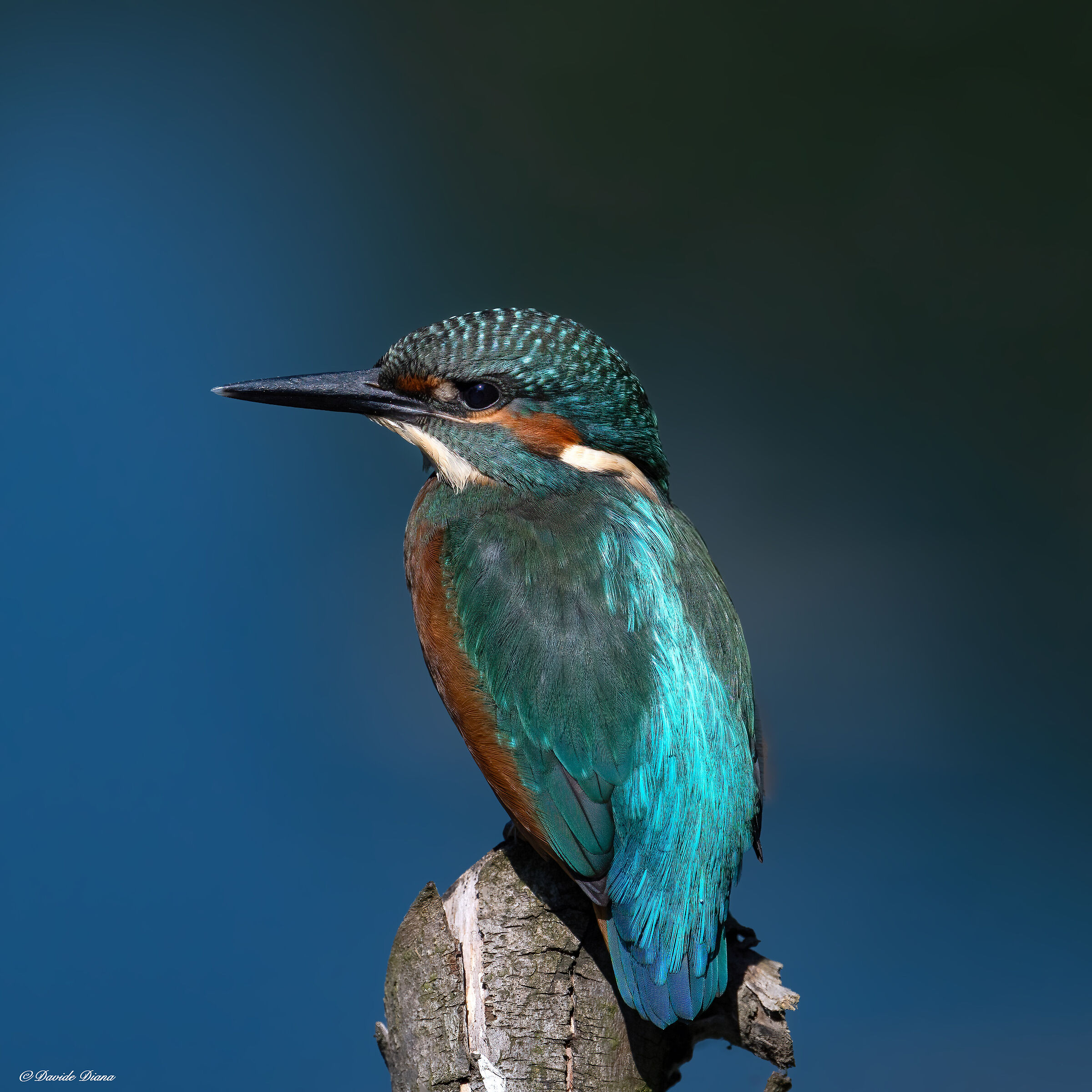 Martin Pescatore - Kingfisher