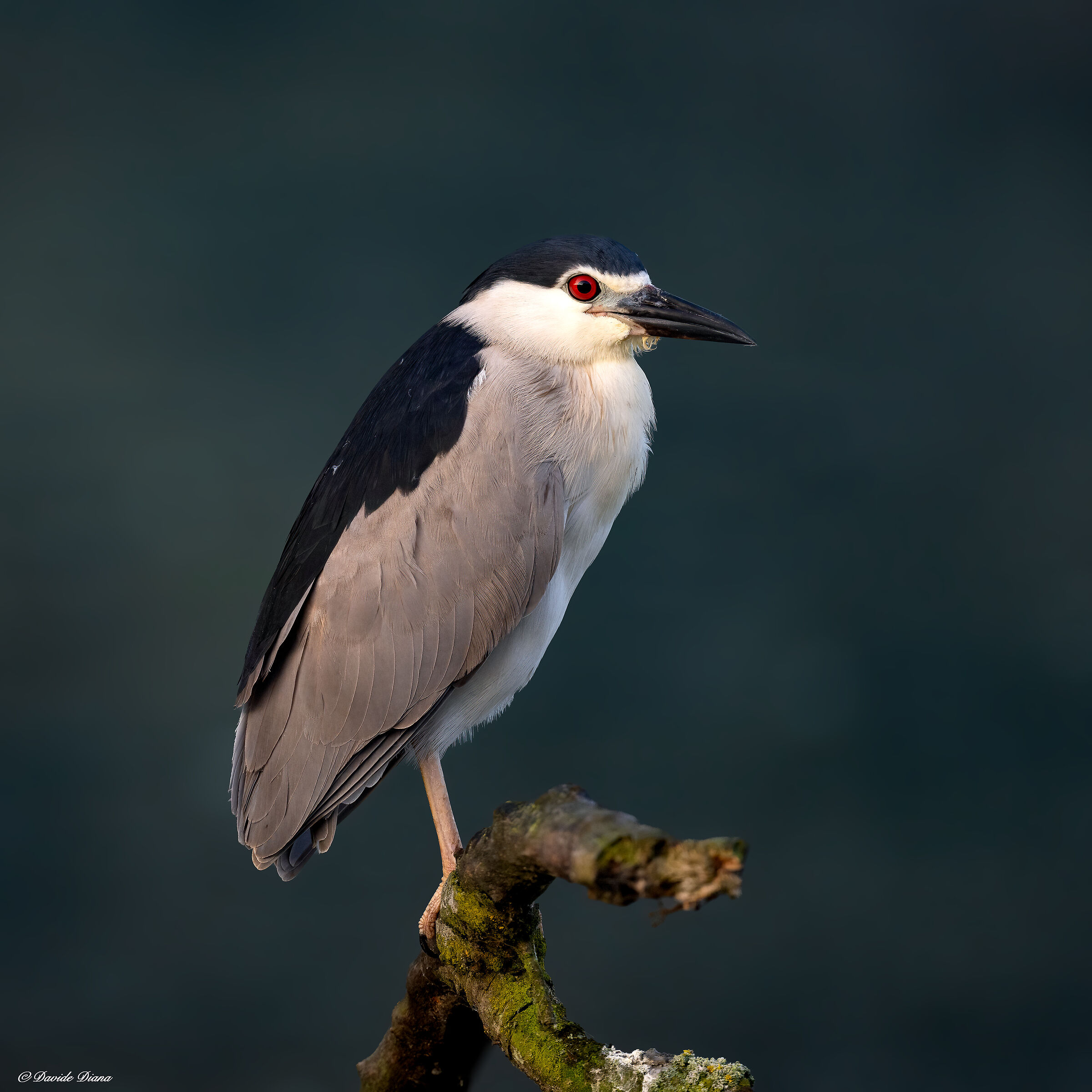 Night Heron