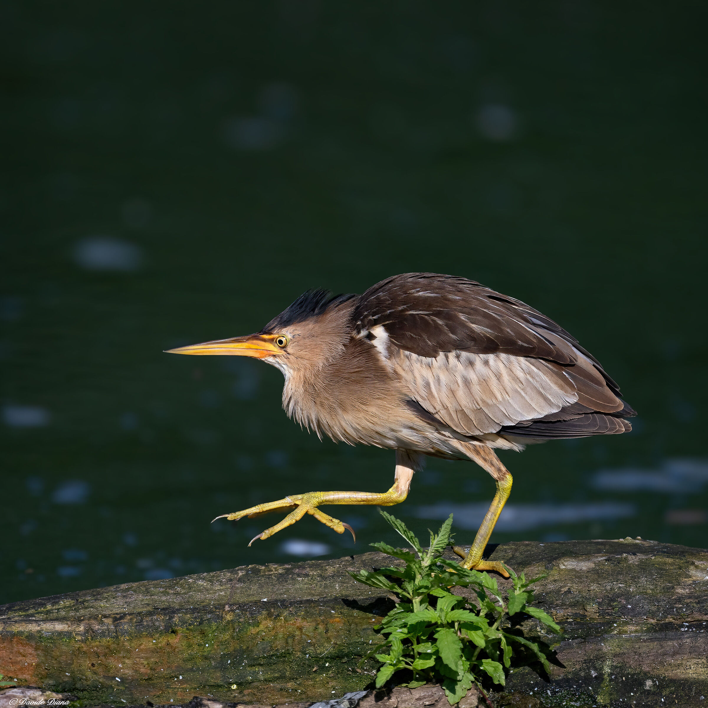 Little bittern