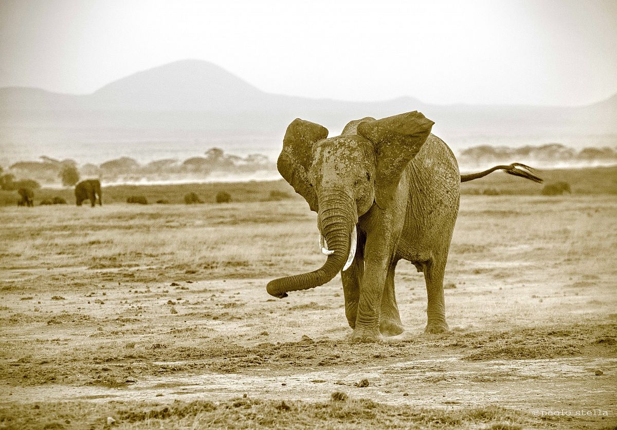 Amboseli's bad b & w