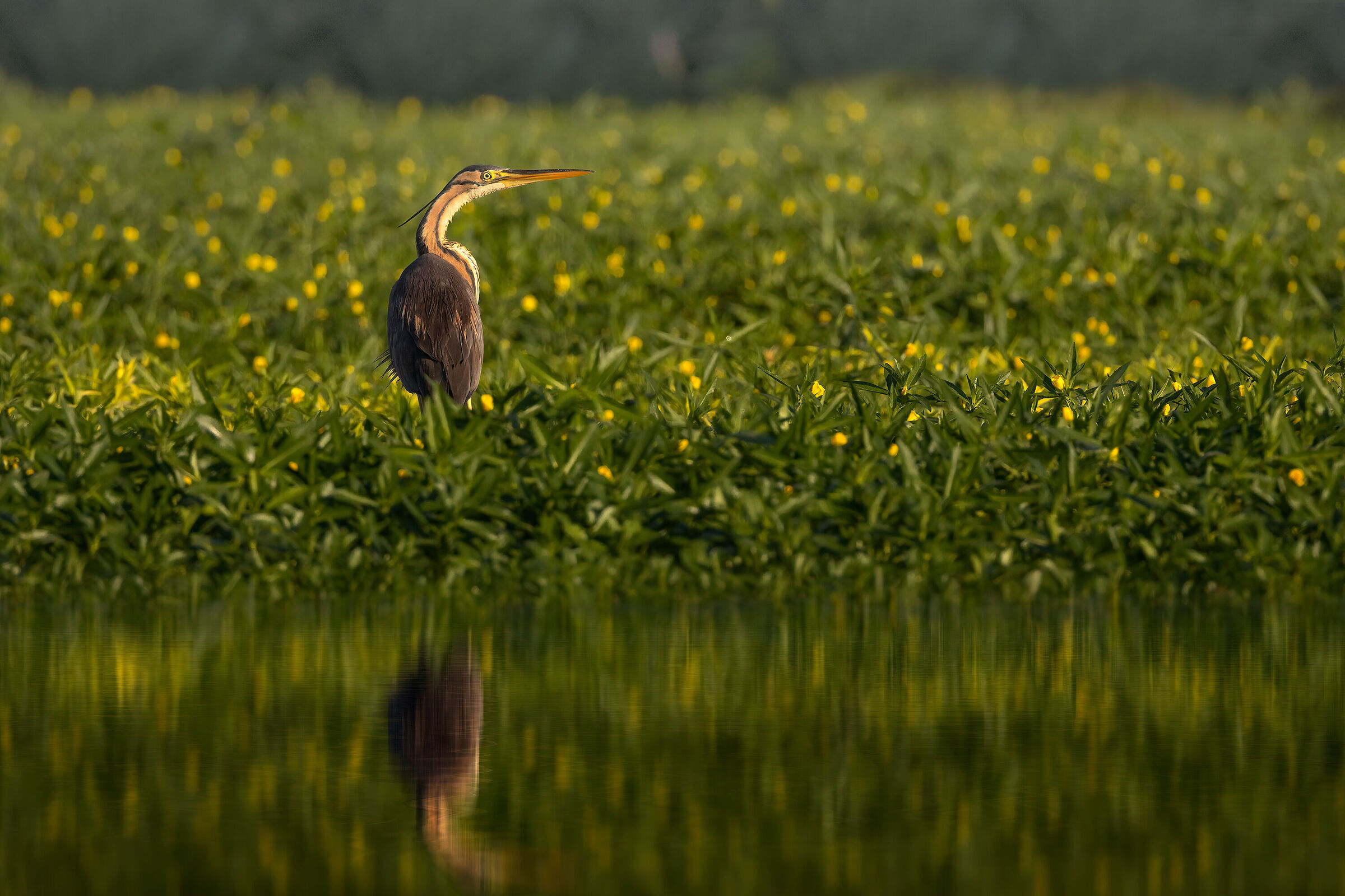 Airone rosso a pesca nella Ludwigia