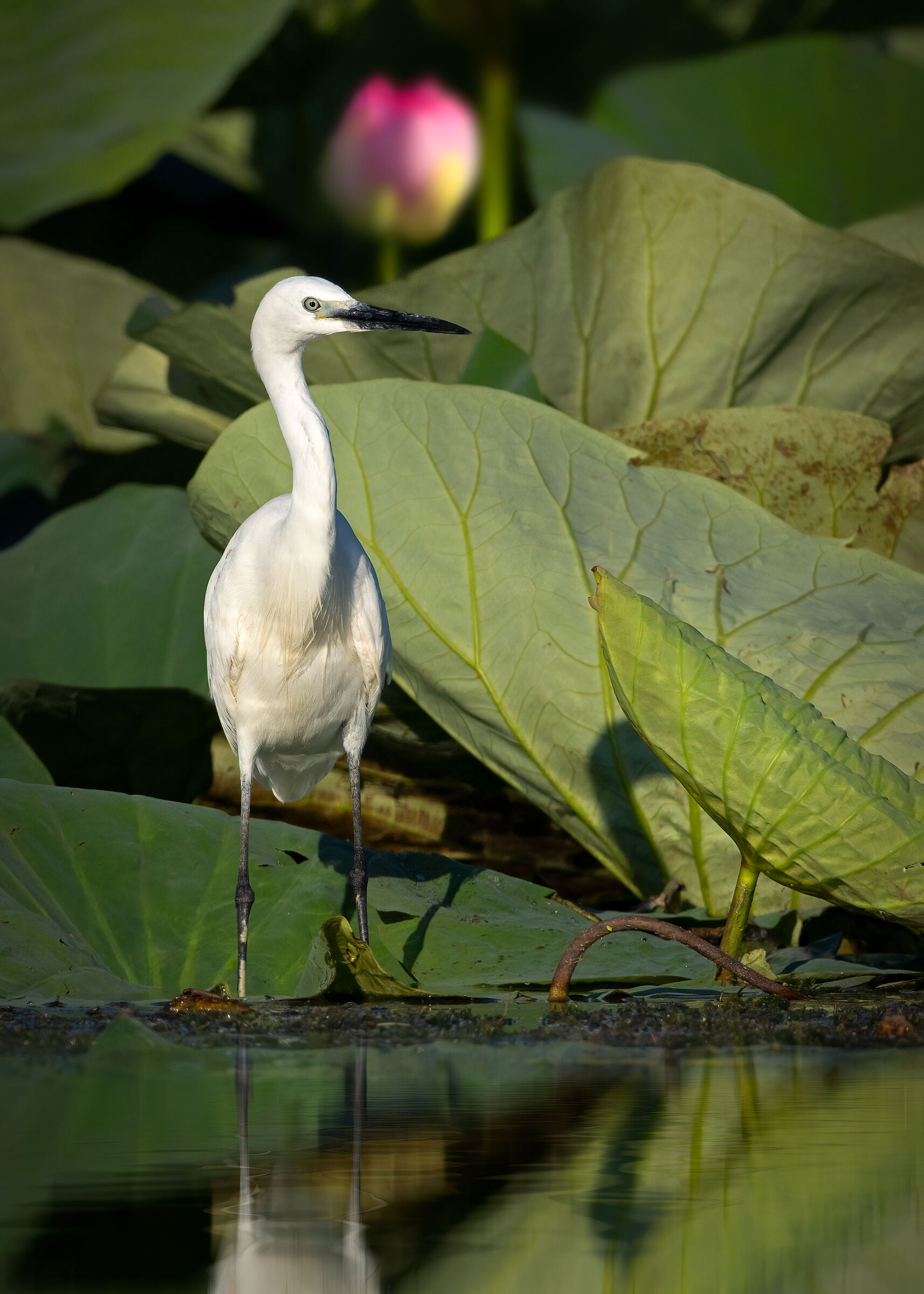 Garzetta tra i fior di loto