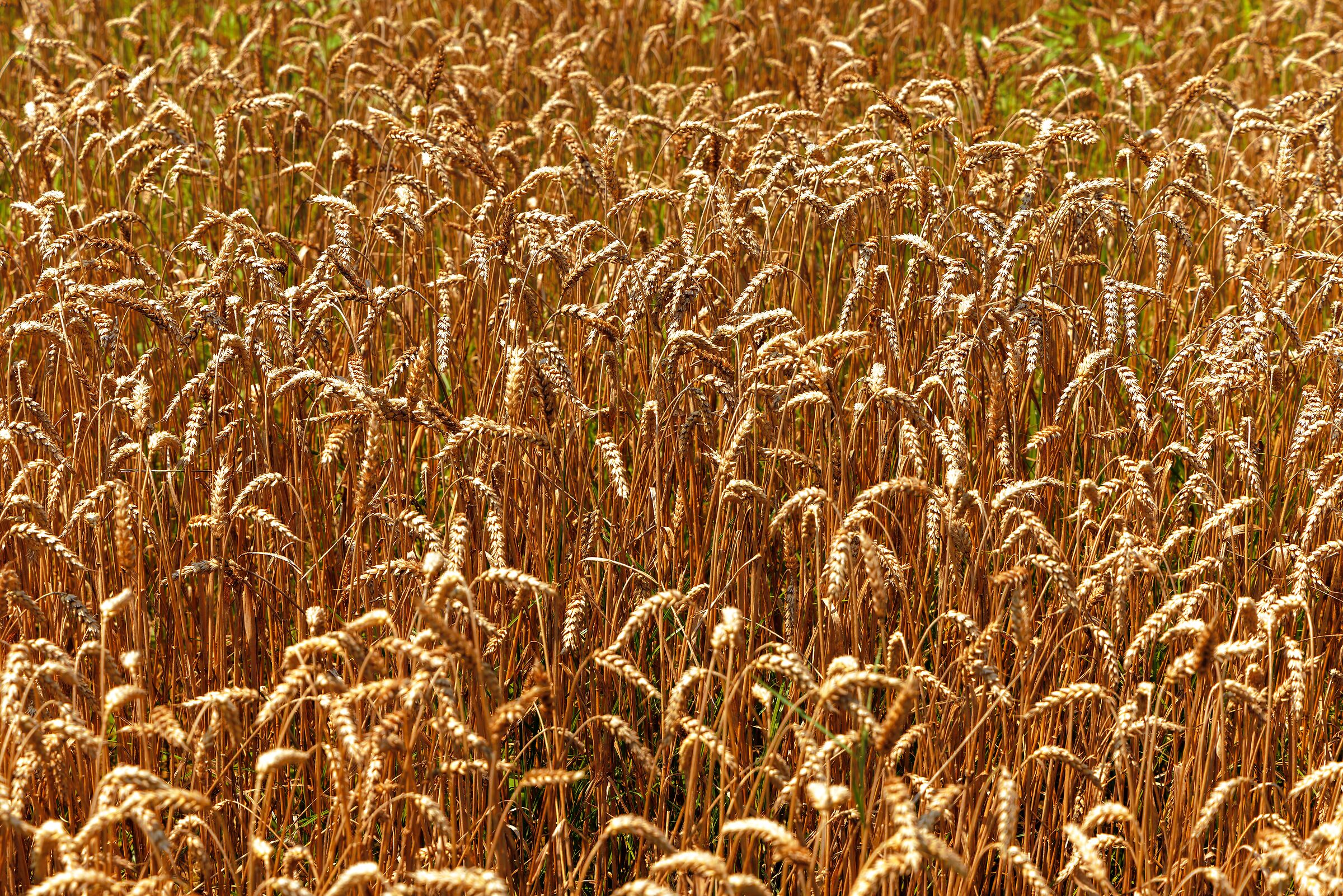 Che ne sai tu di un campo di grano.............