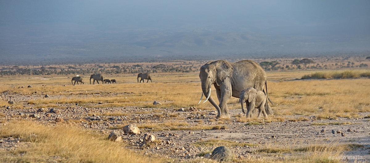 Amboseli's female and cub