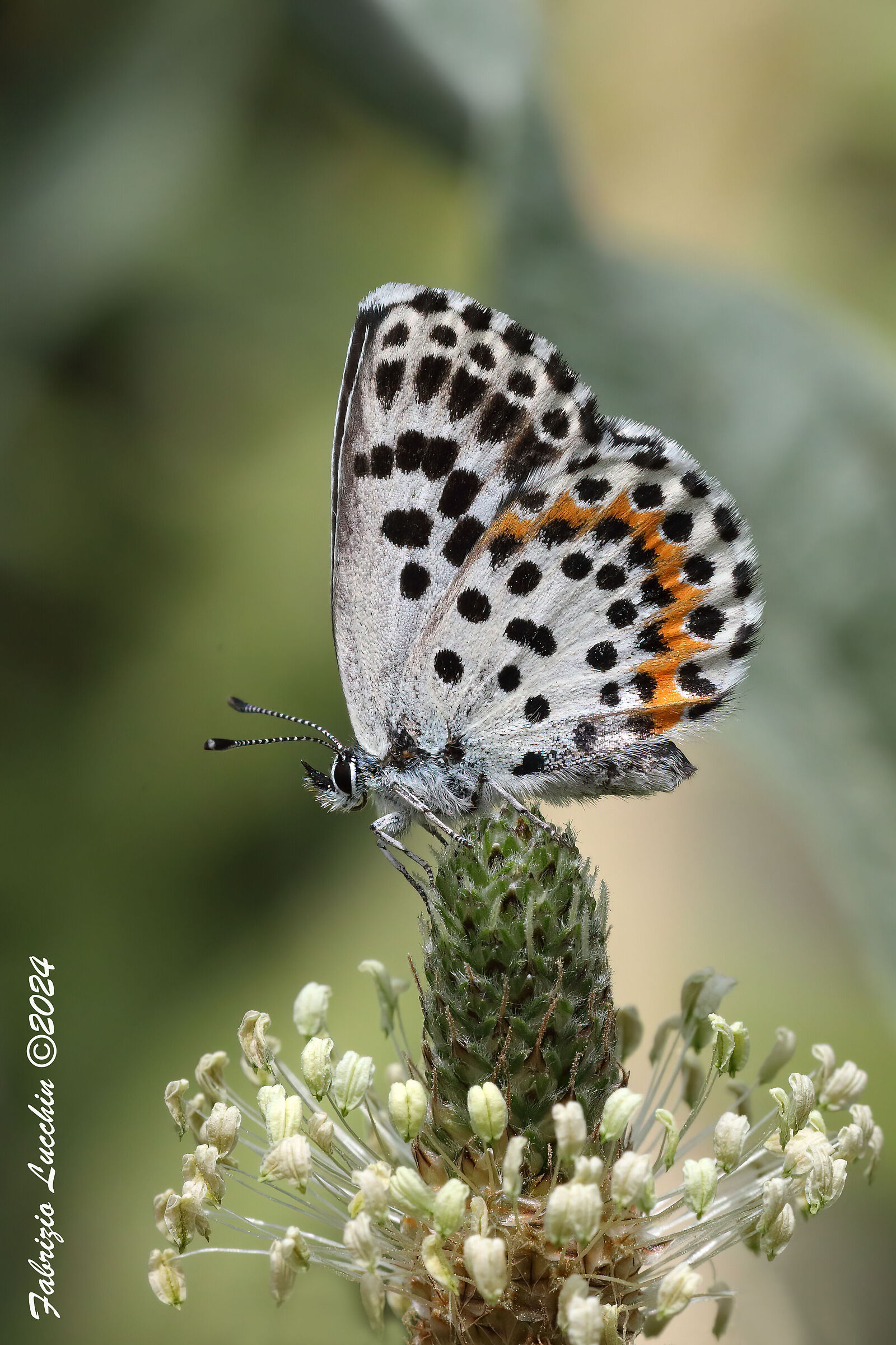 Scolitantides orion (esemplare femmina)
