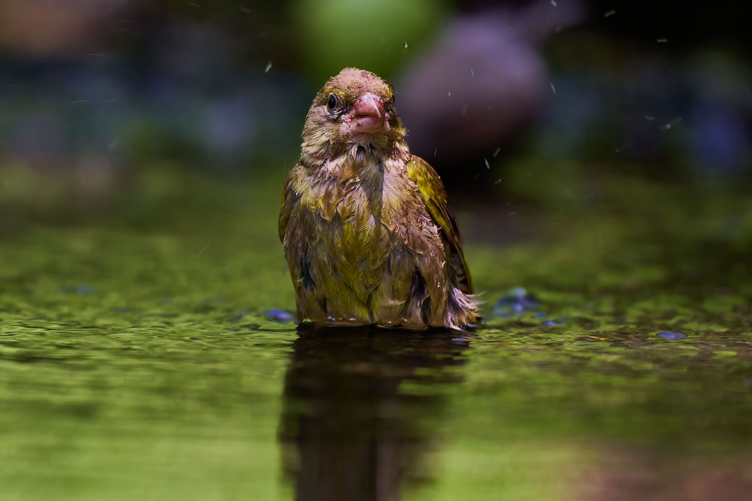 Greenfinch