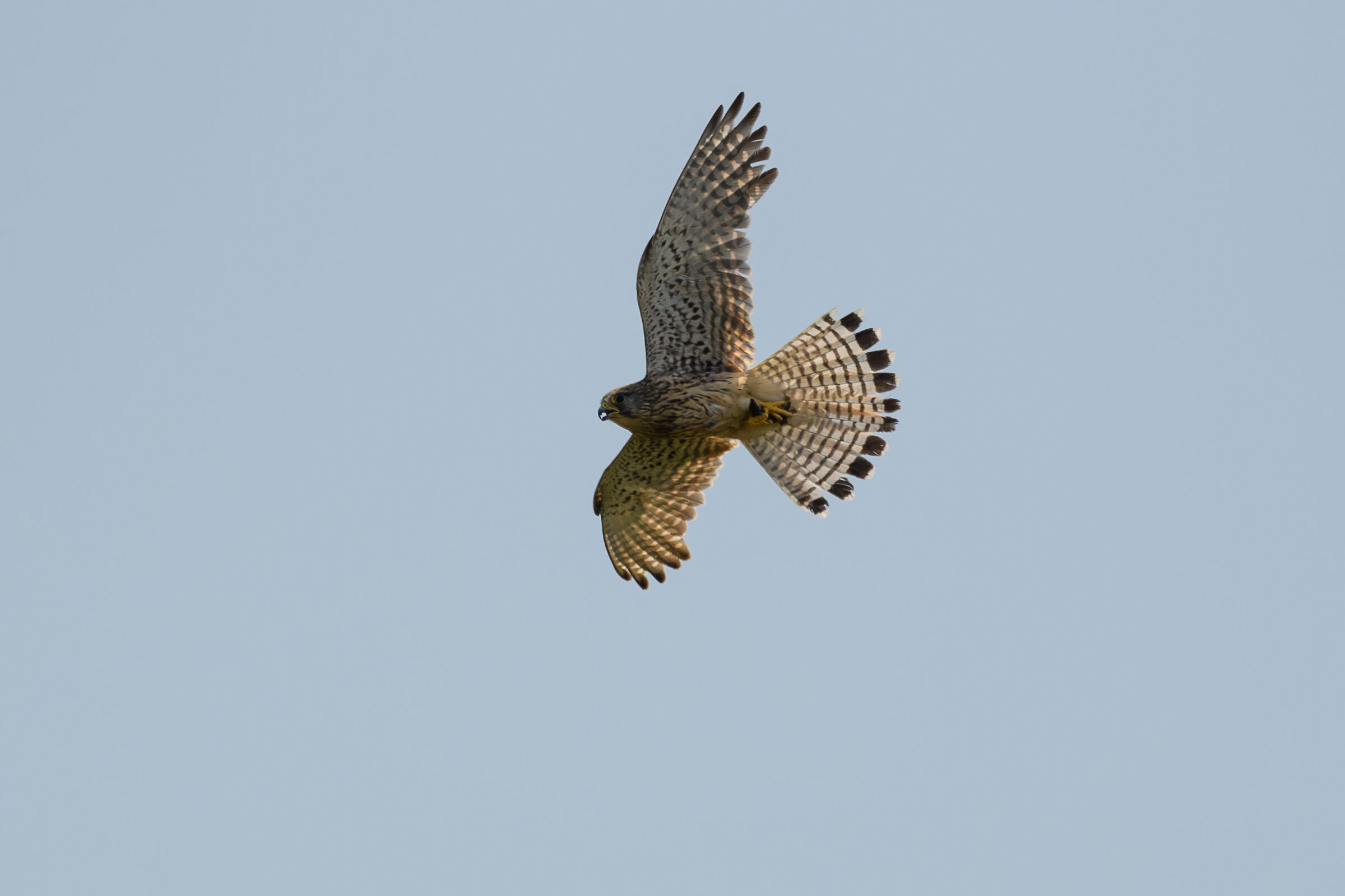 Kestrel