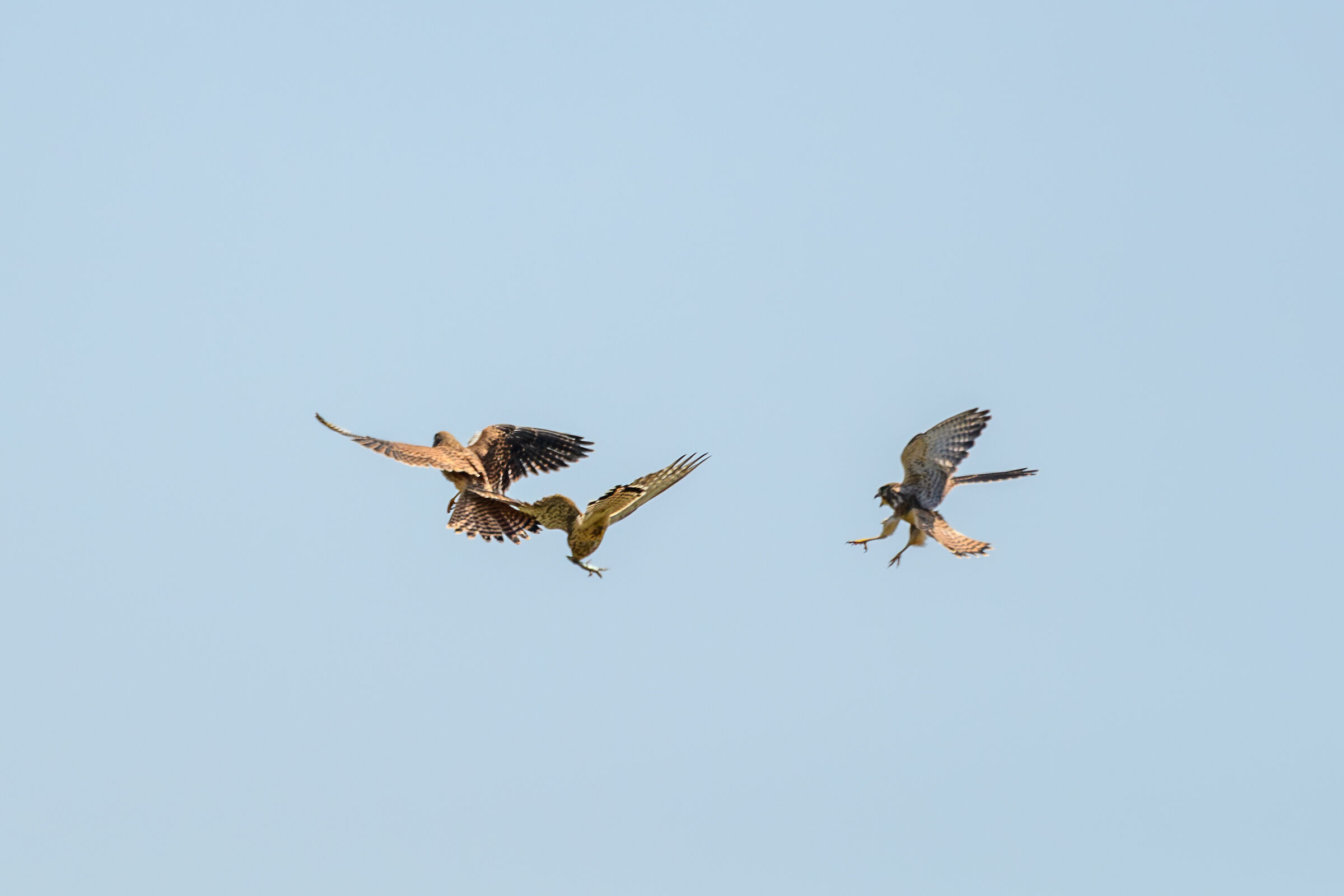 Kestrel