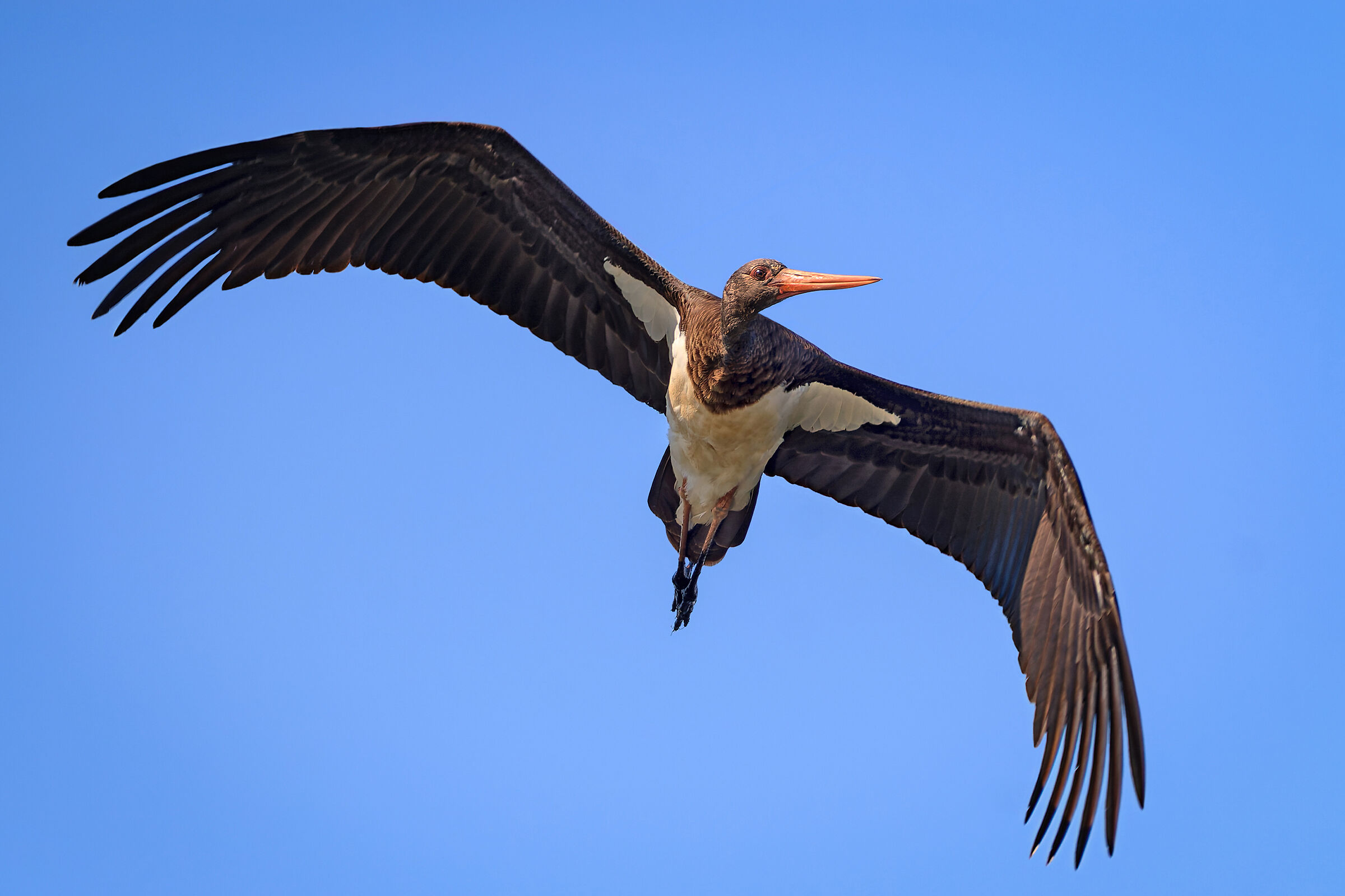 Black stork