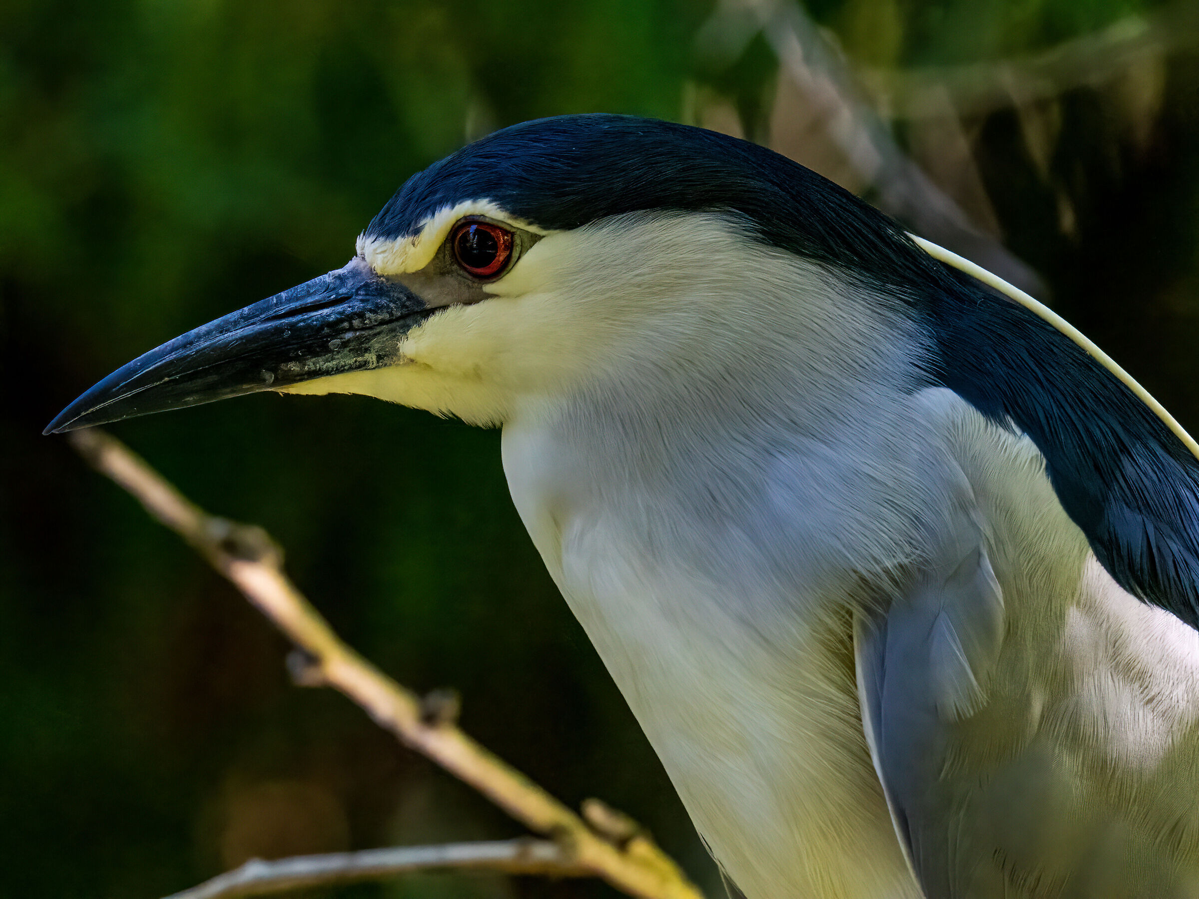 Night Heron