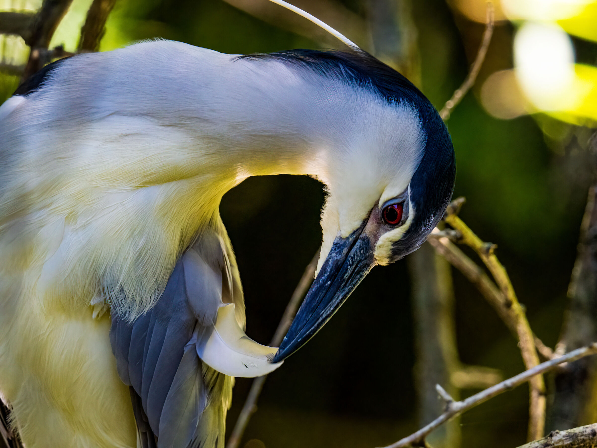Night Heron