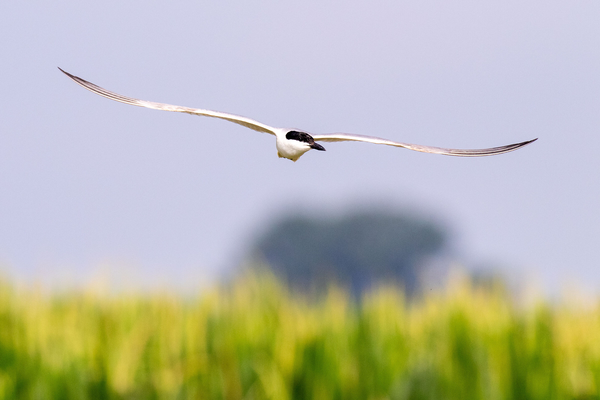 Gull-billed tern