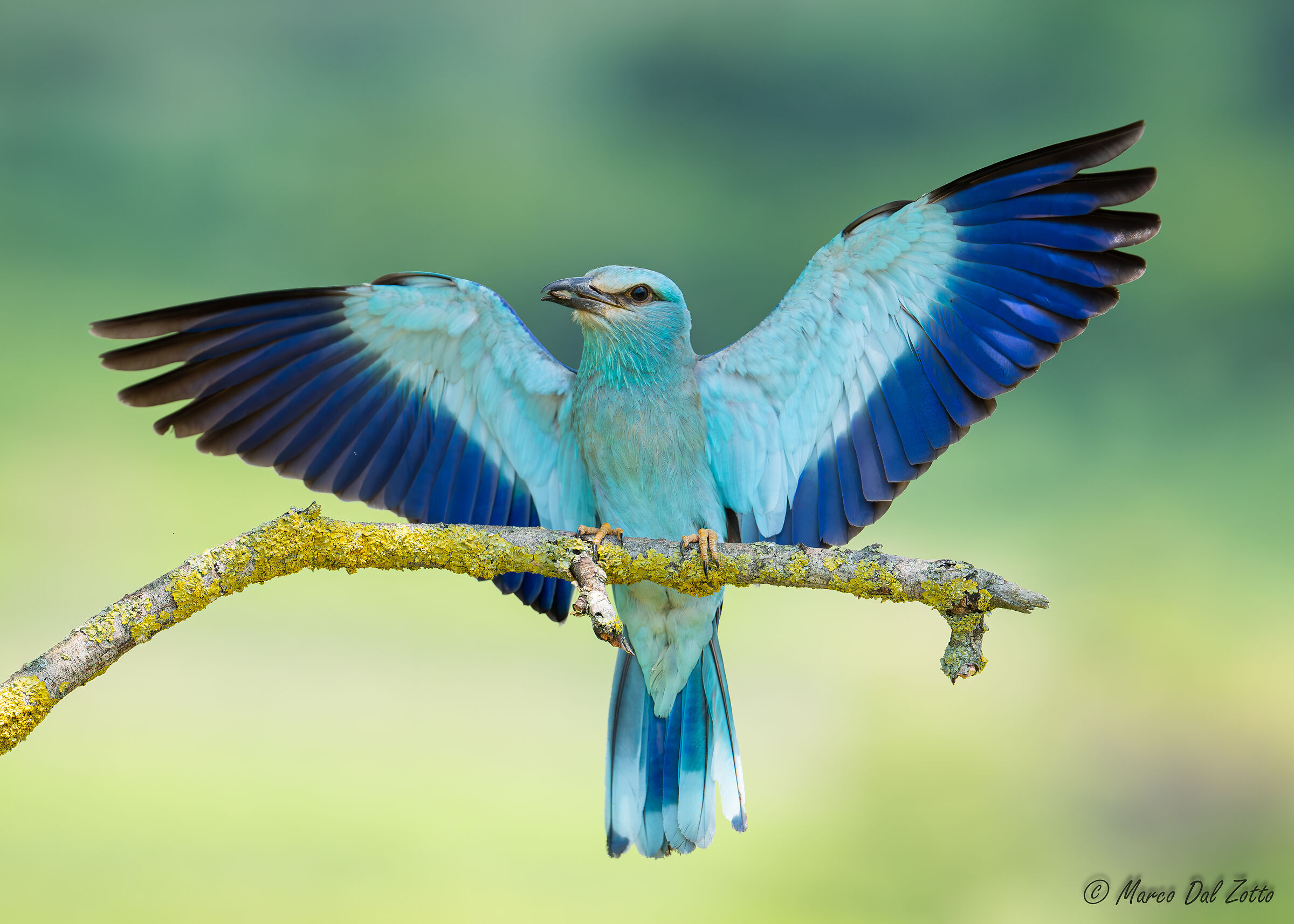 The European Roller and the Bedbug