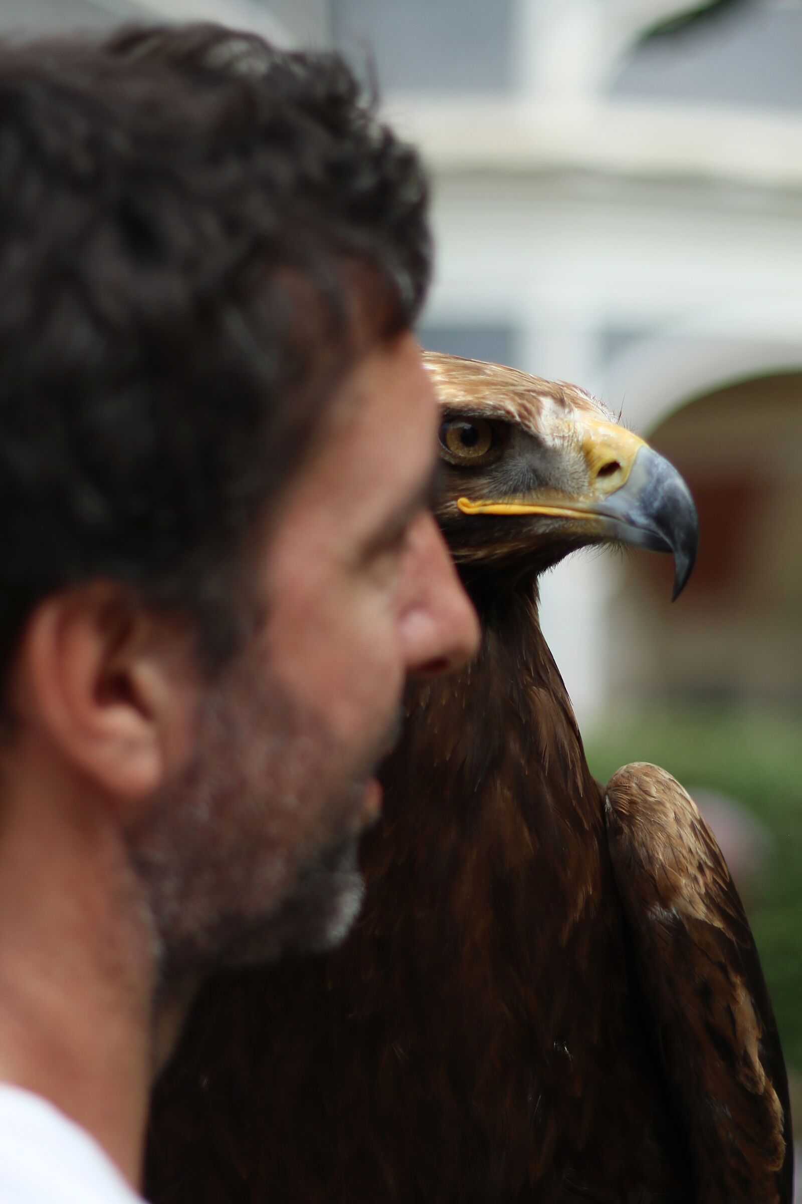 The eagle is more important