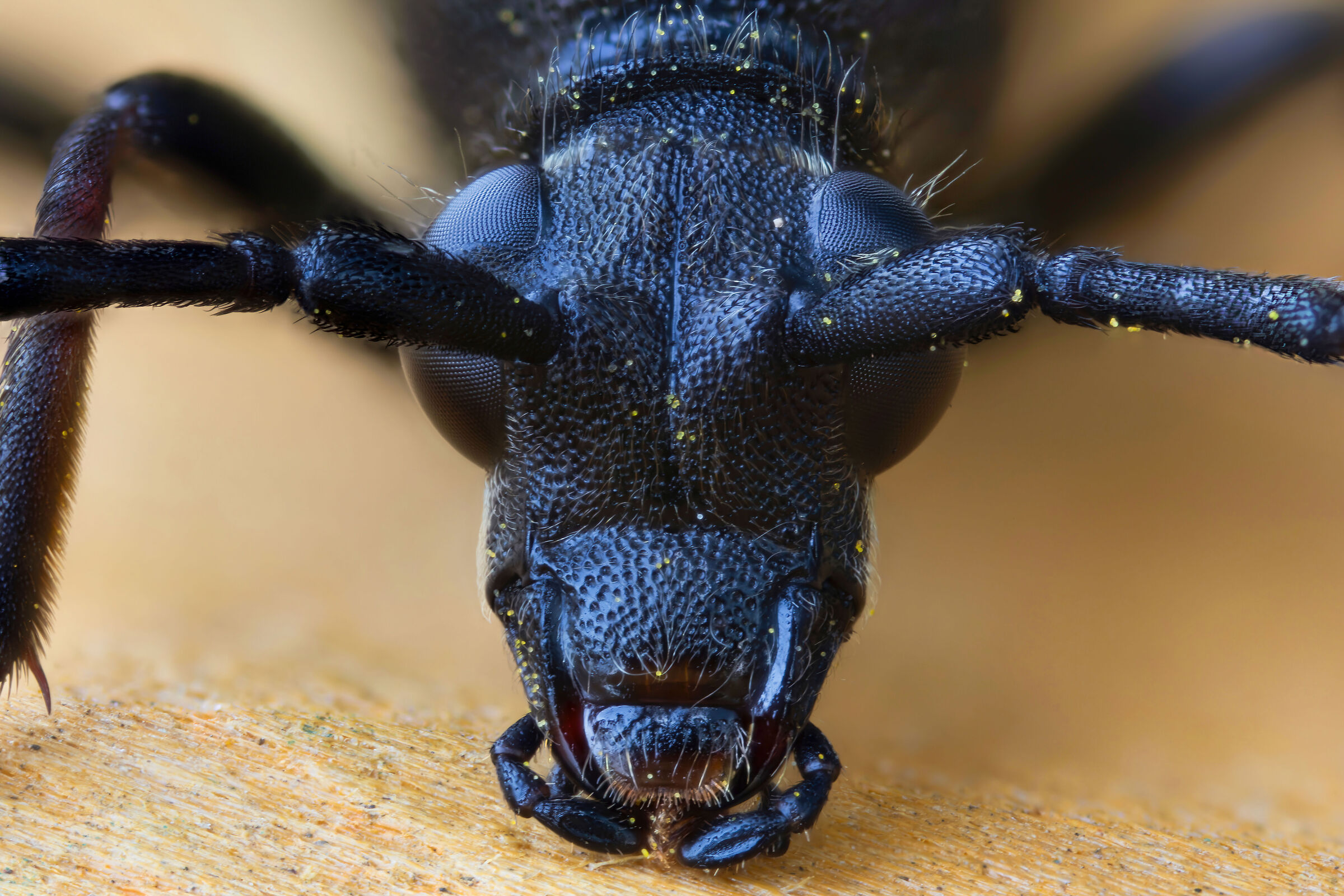 Stictoleptura cordigera