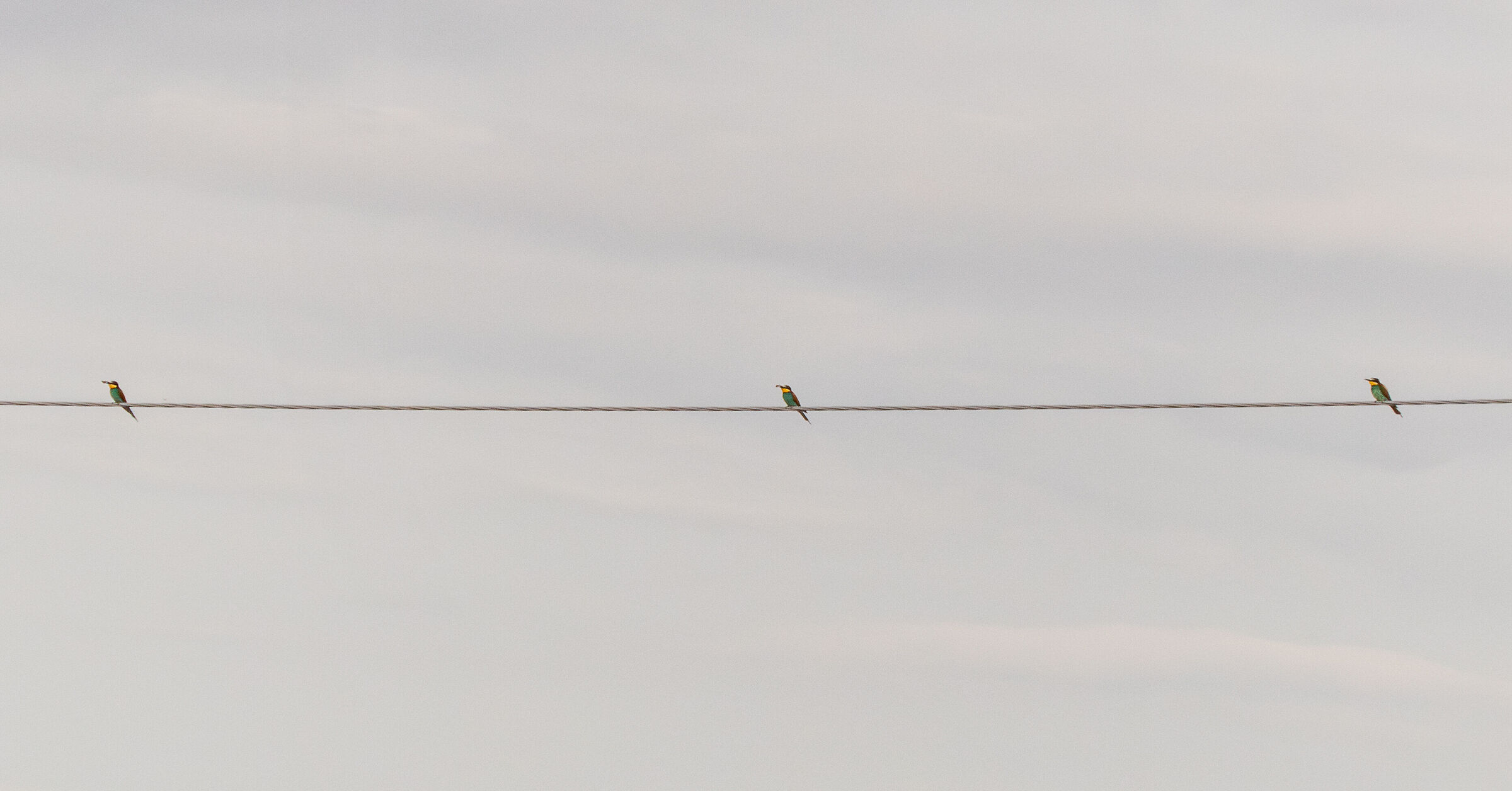 Bee-eaters in the canteen