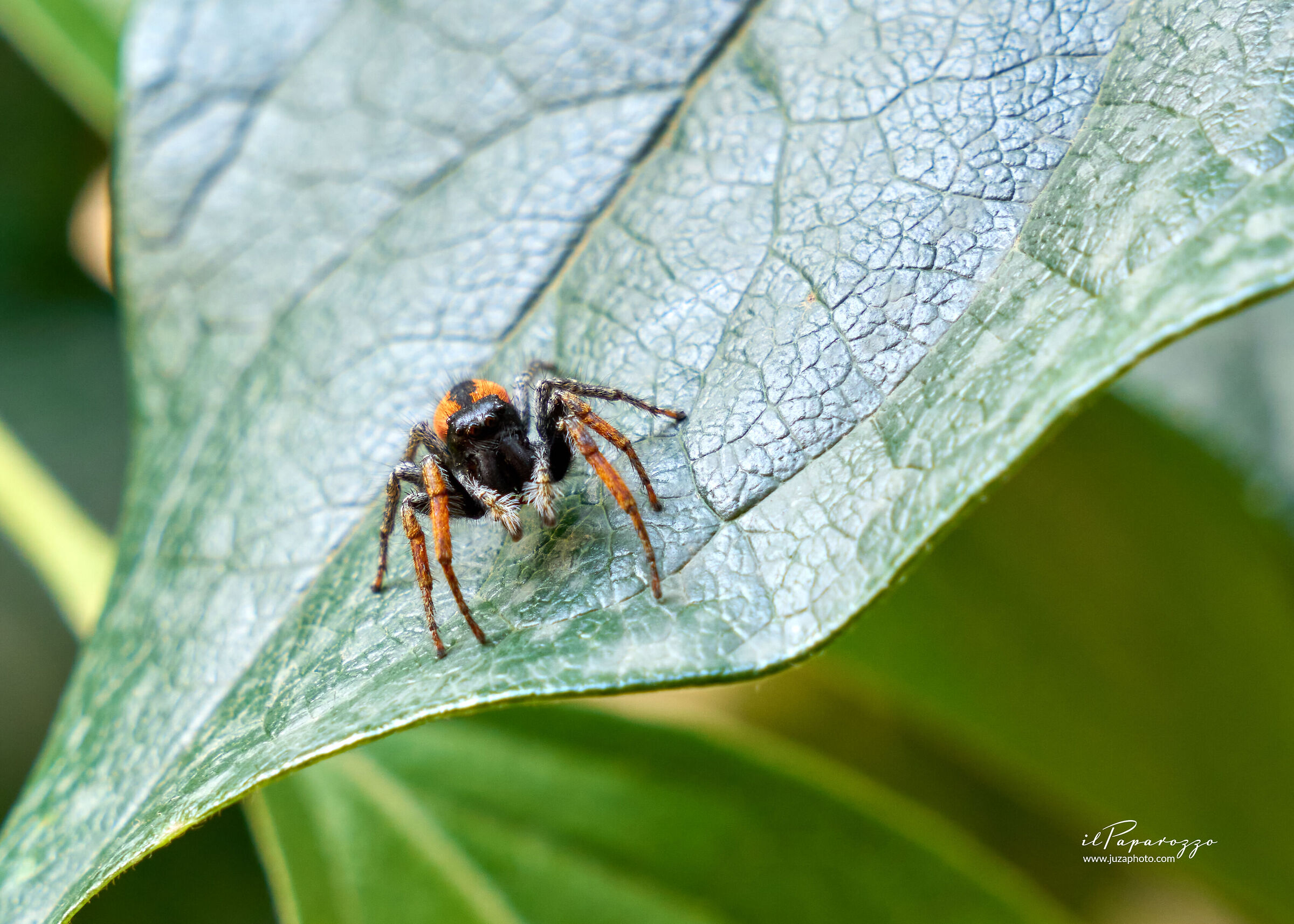 aracnide, specie Philaeus chrysops
