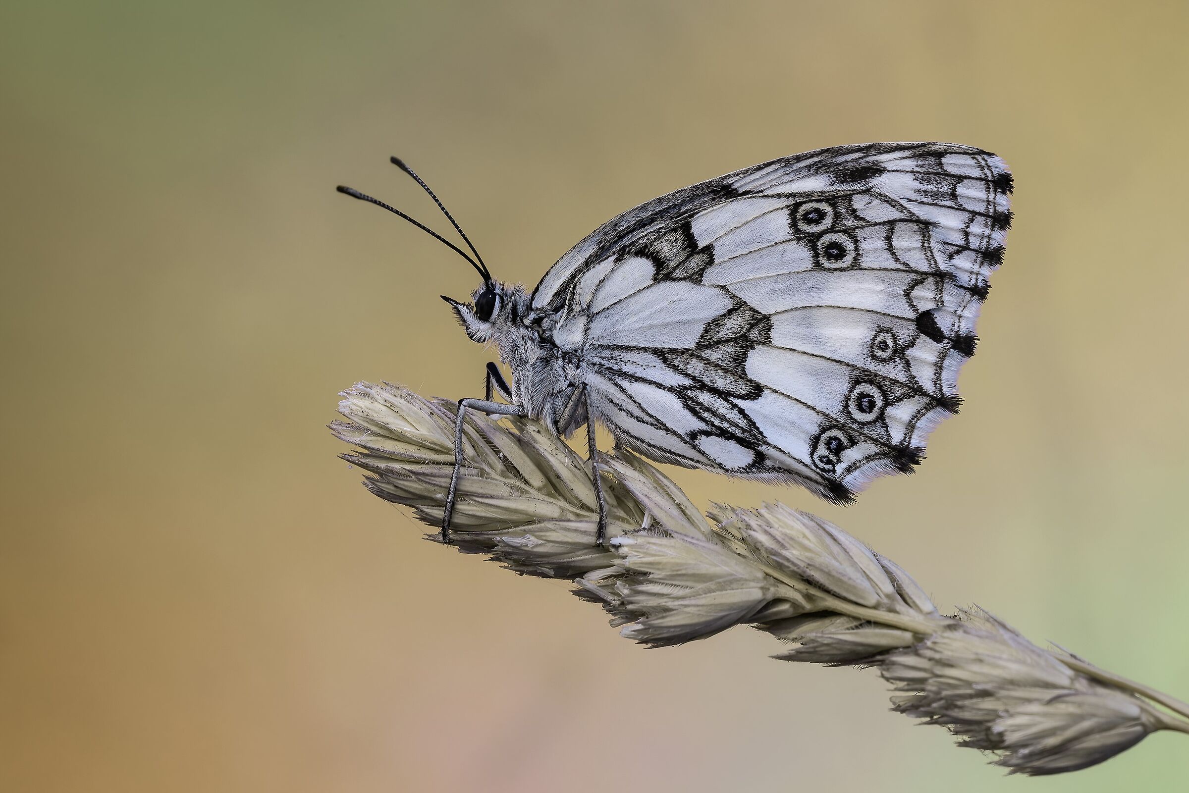 Melanargia