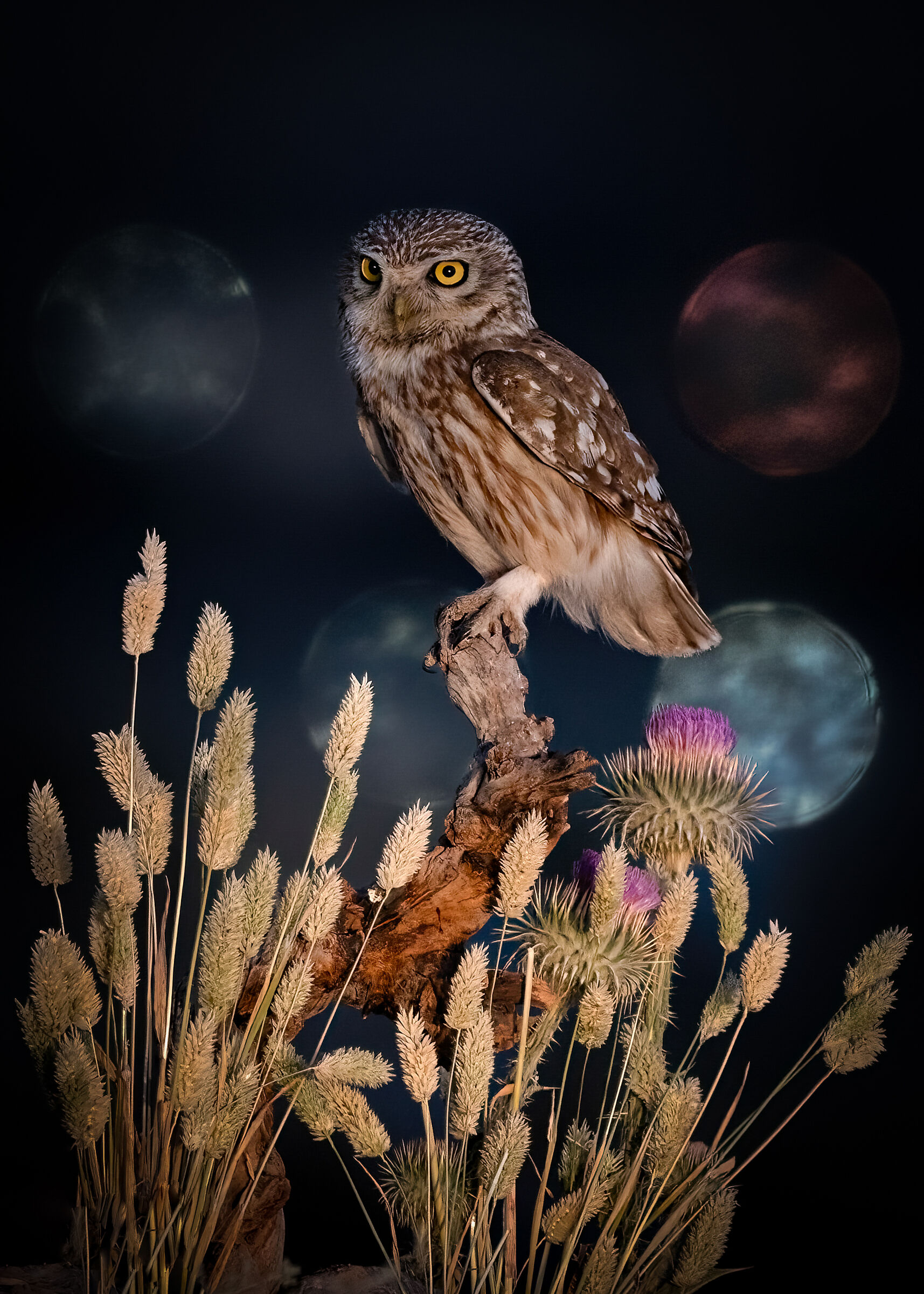 Owl and colorful night