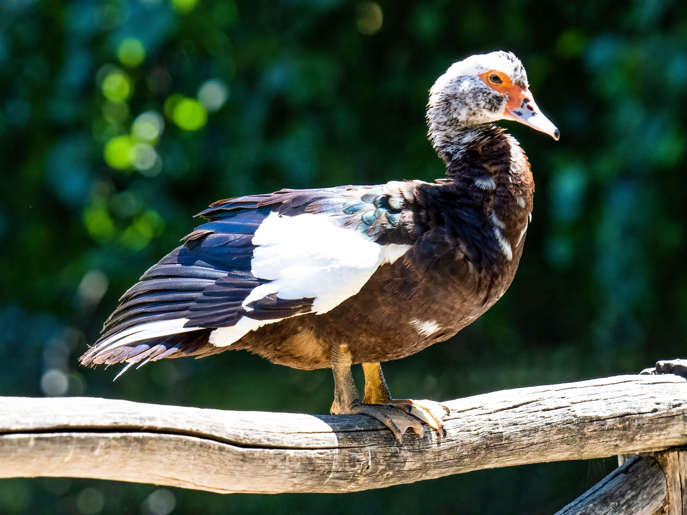 Muscovy duck