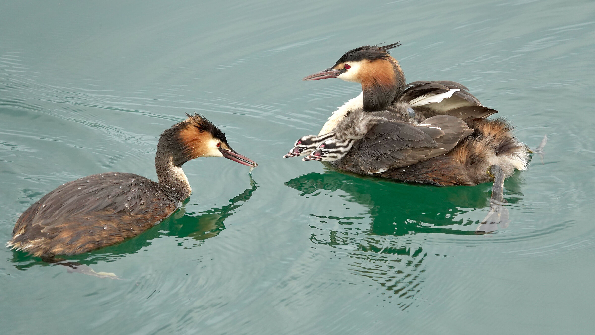 Family of Grebes