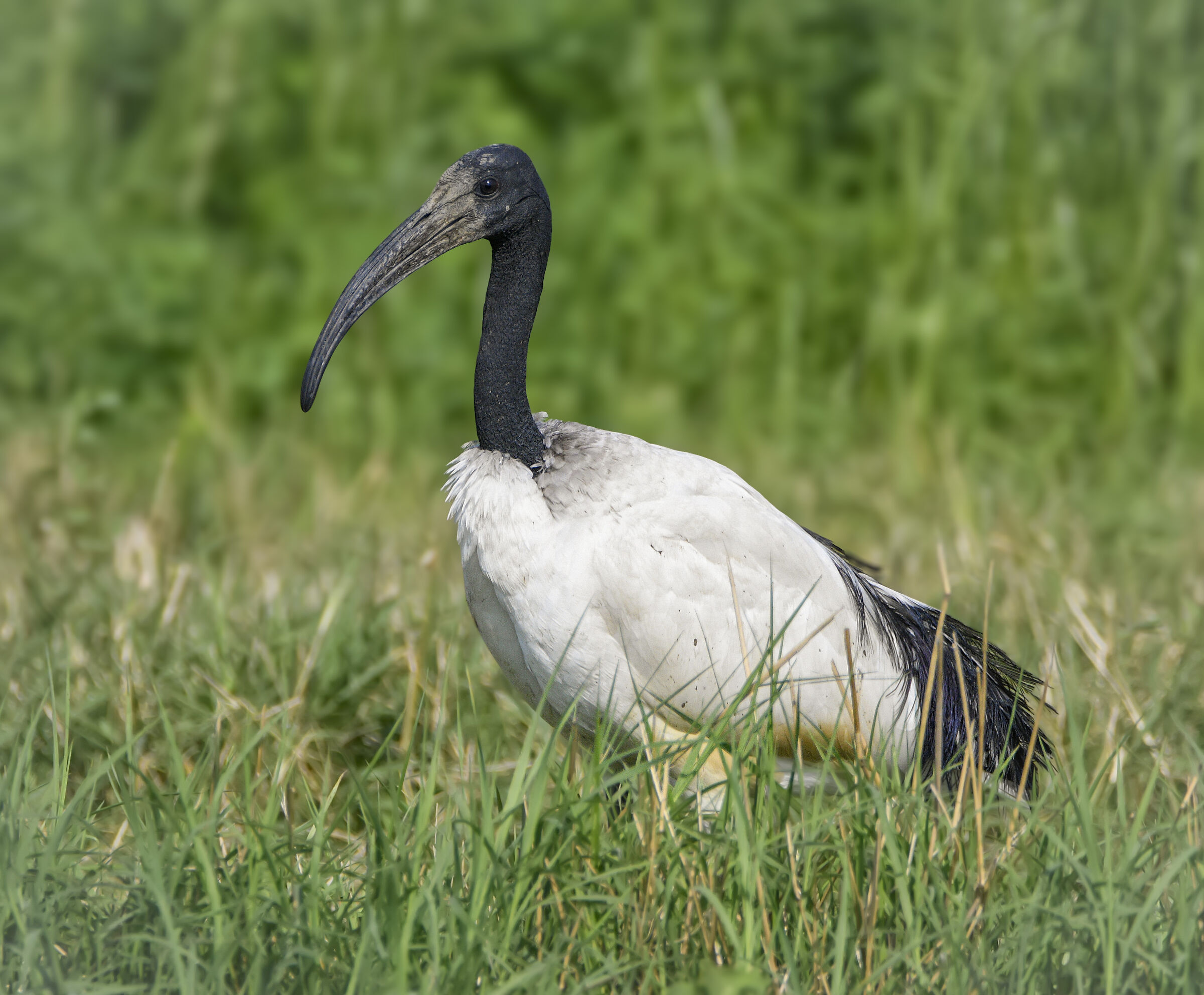 Sacred Ibis