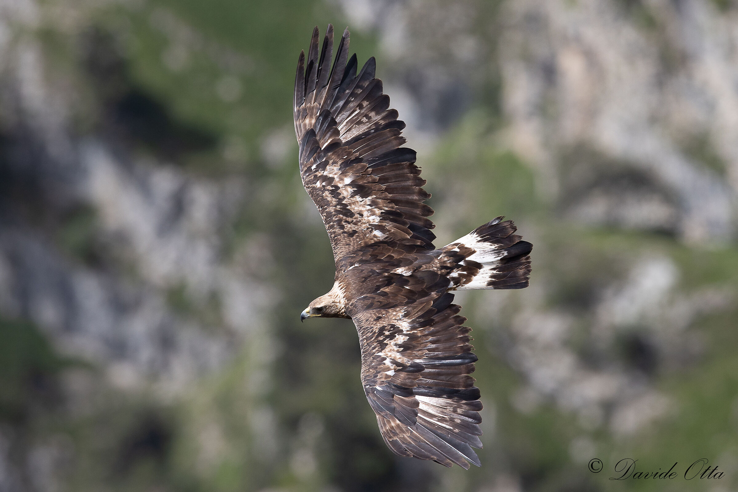 Aquila reale