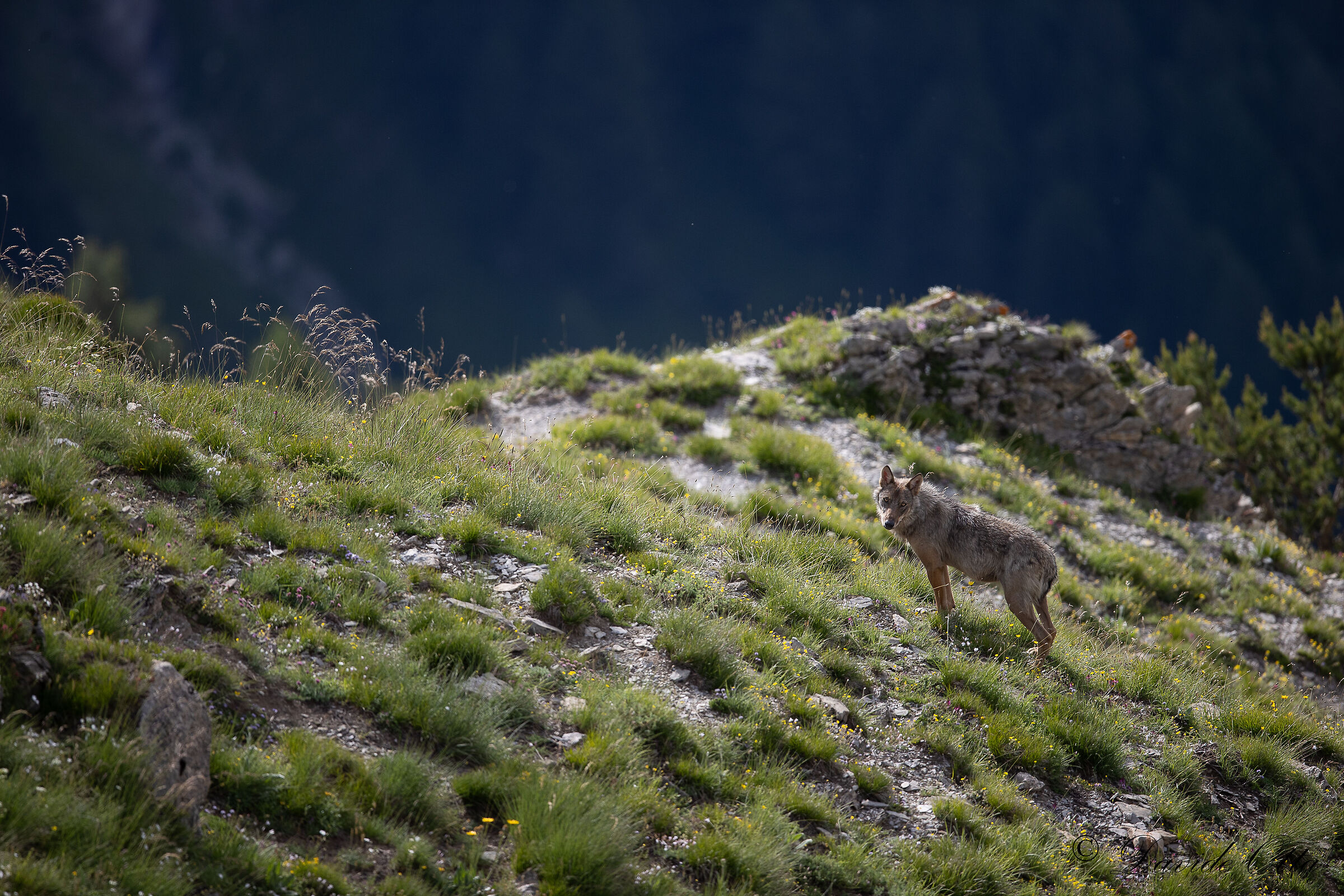 Wolf-alps