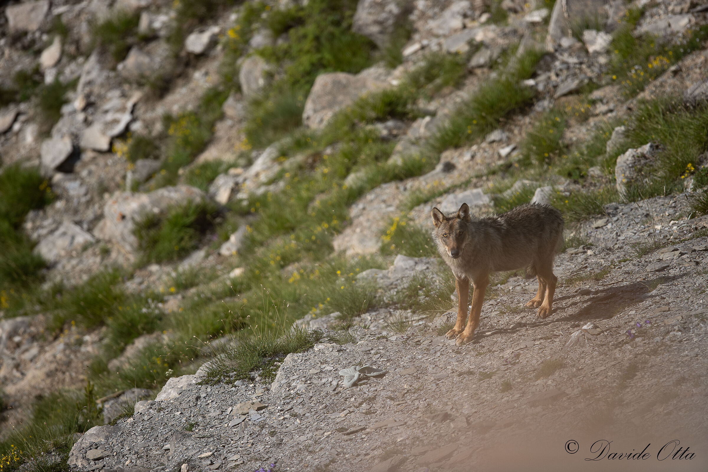 Wolf