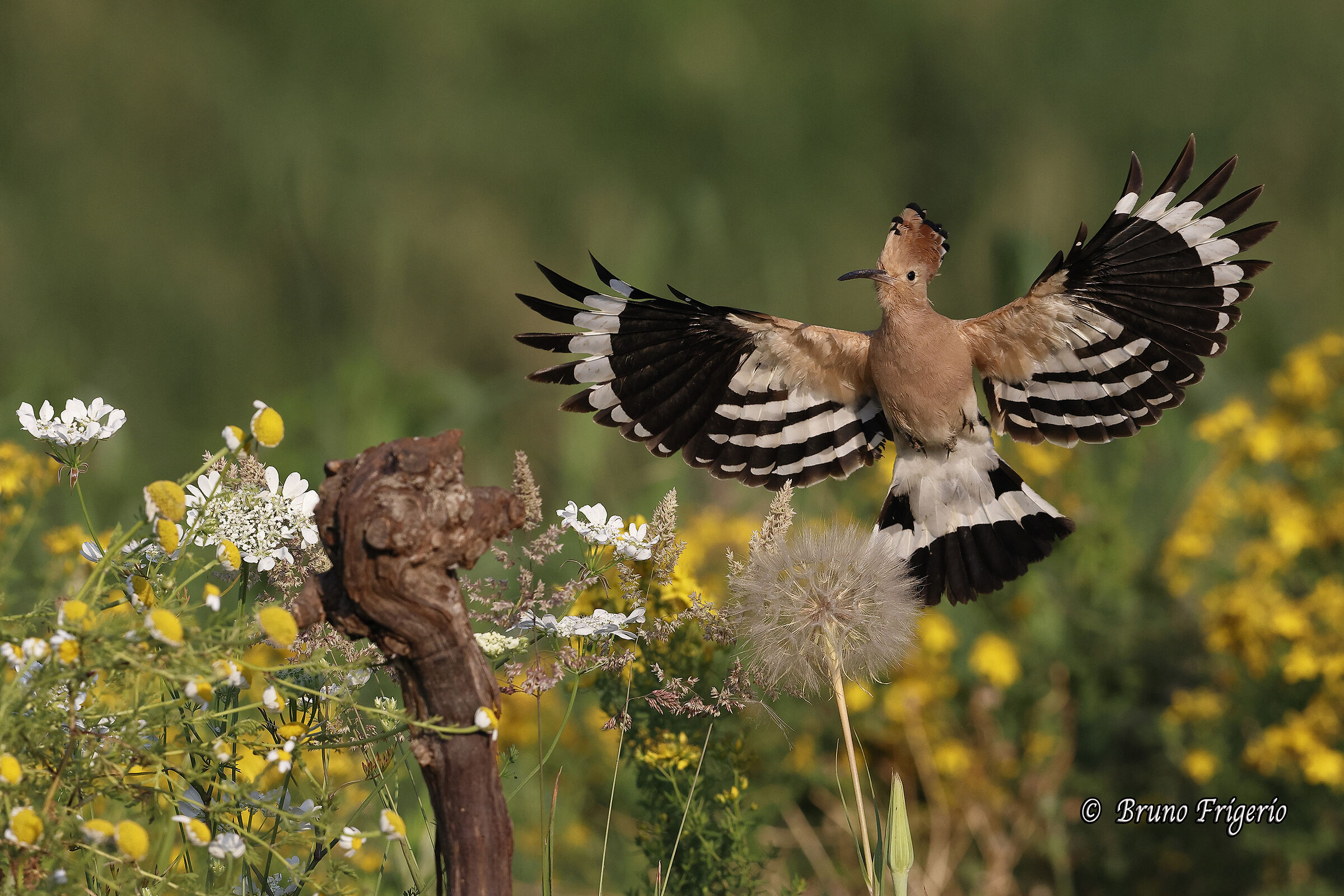 HOOPOE