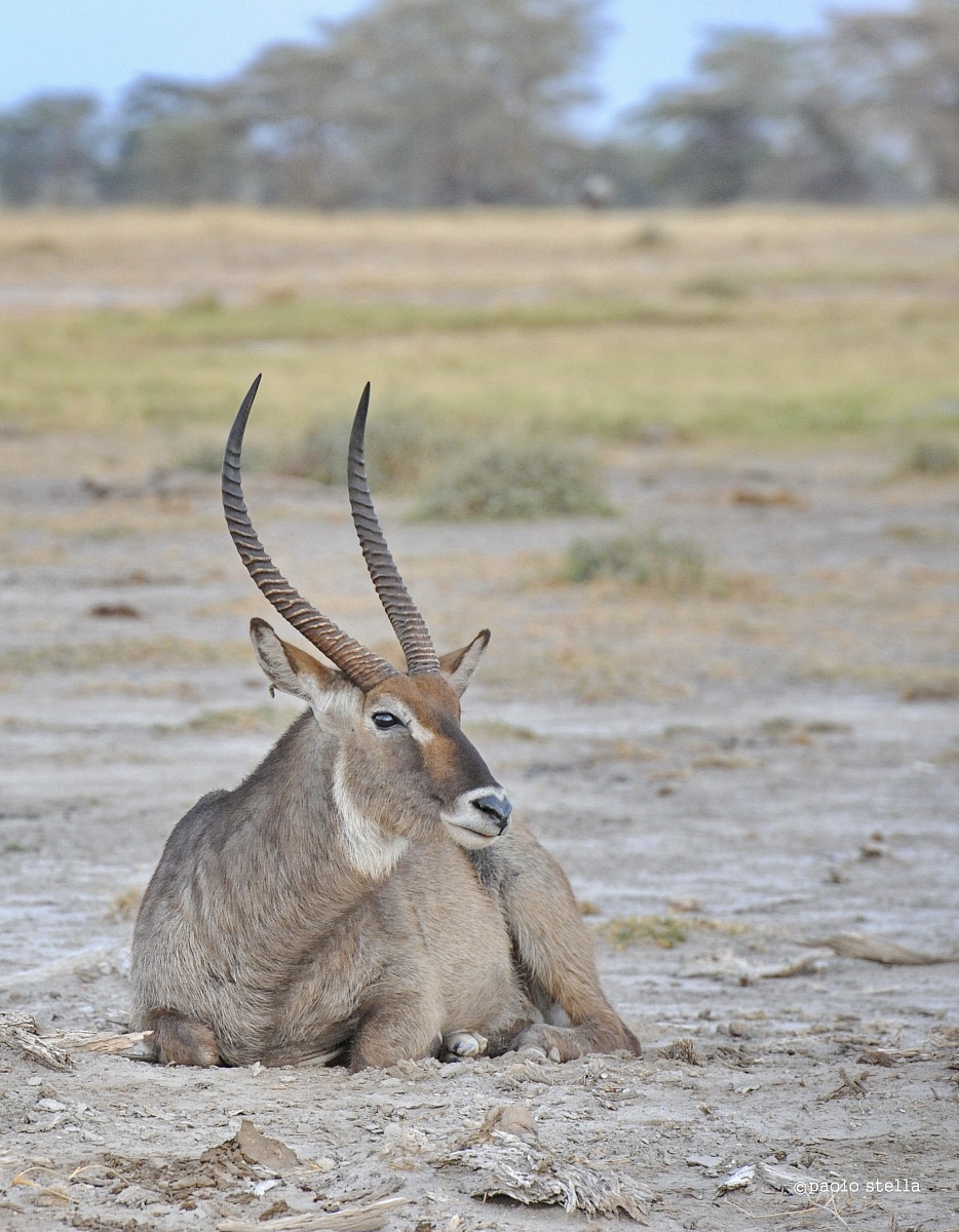 male waterbuck