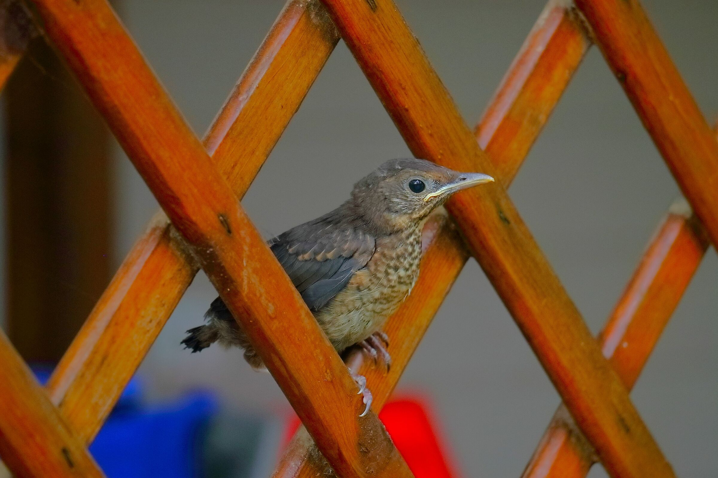 Novello 18-06-2024 - 0290