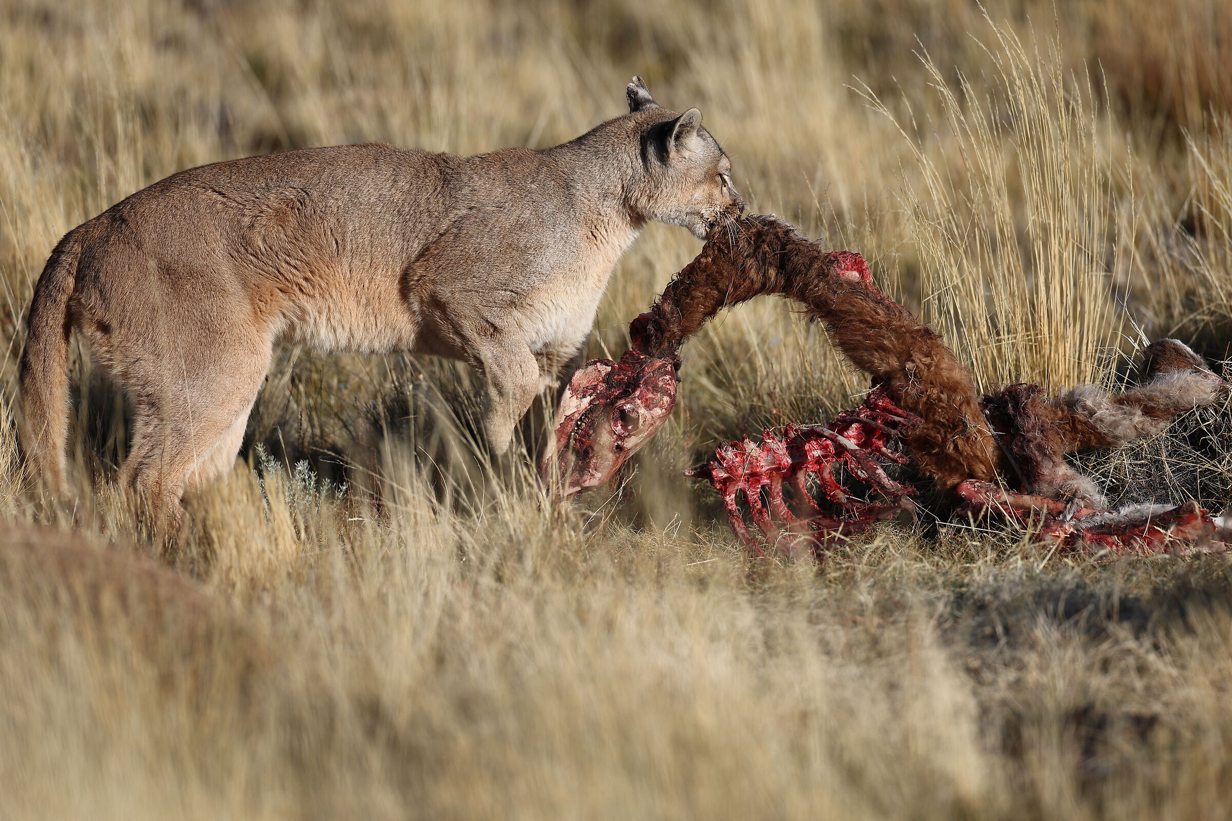 Dania and the remains of the Guanaco