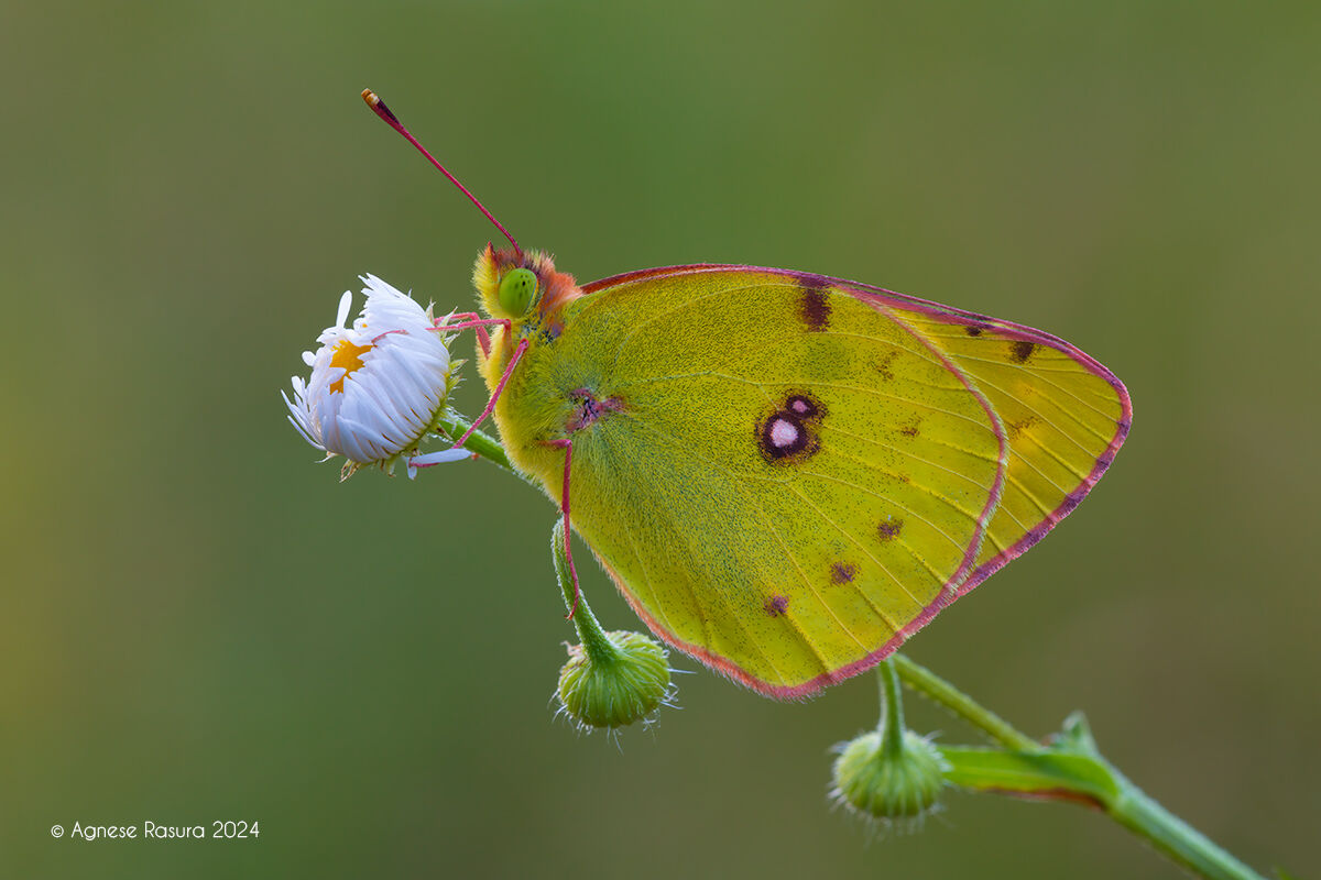 Colias crocea