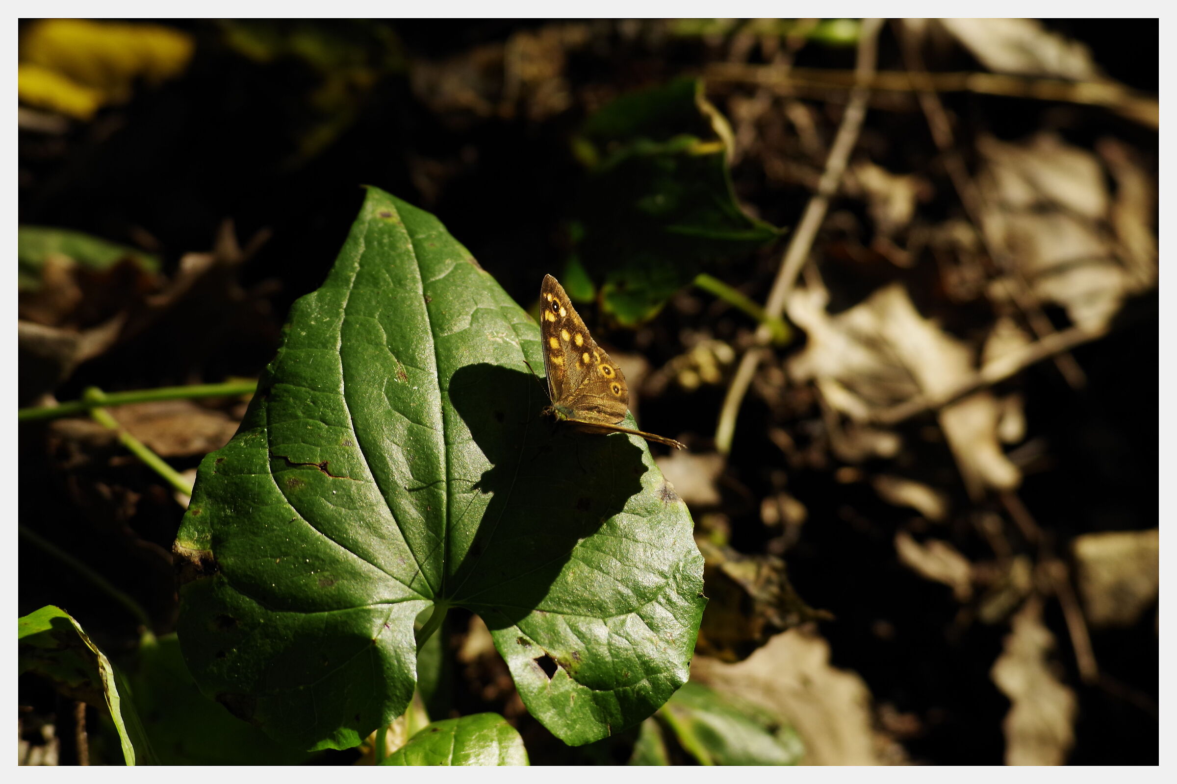 Nella penombra del bosco