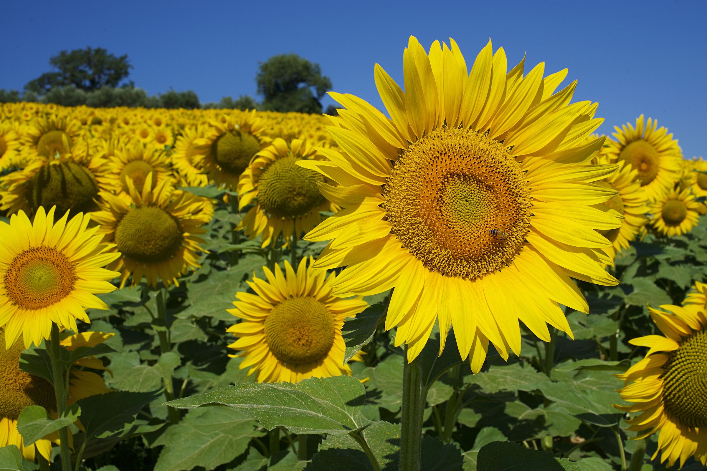It's time for sunflowers