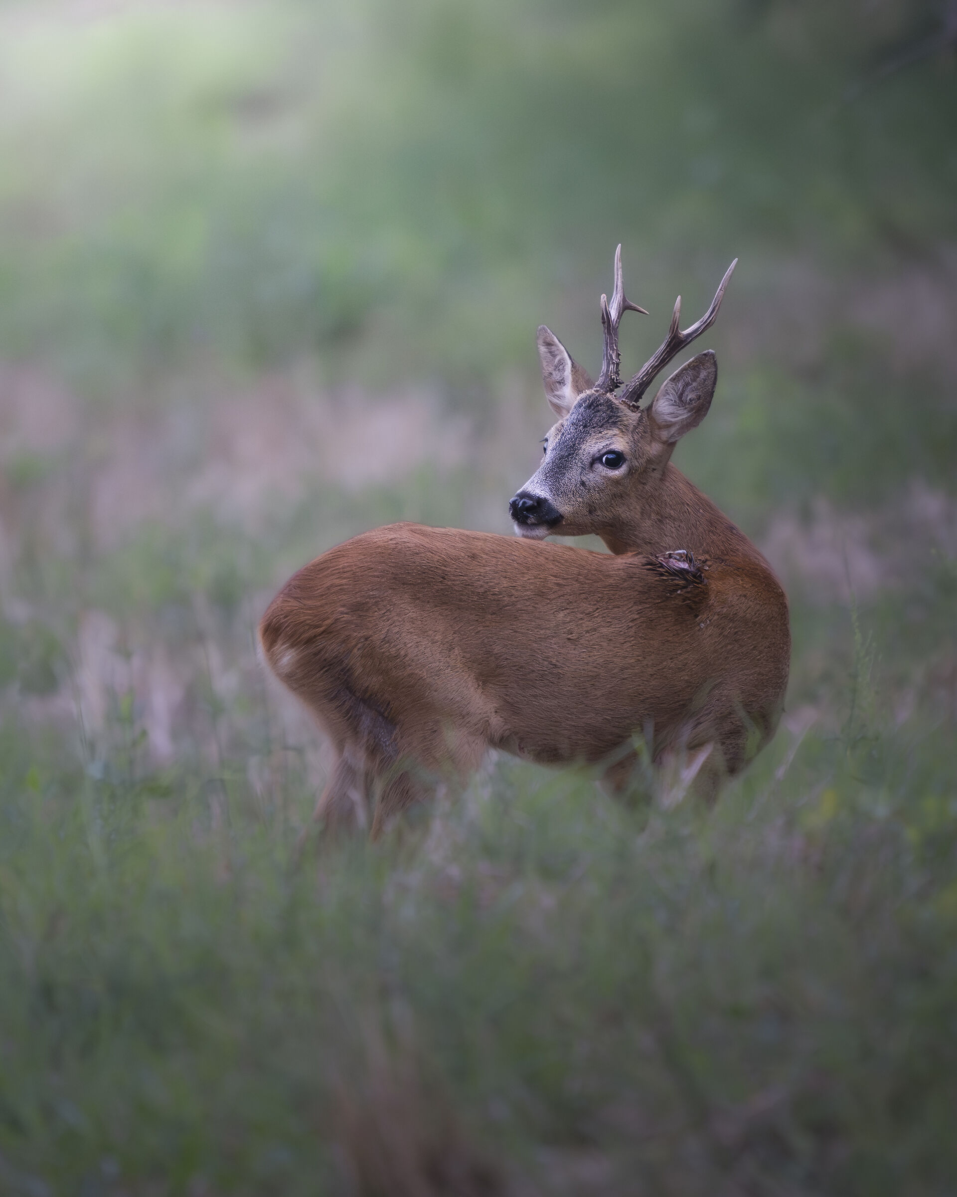 maschio di capriolo ferito