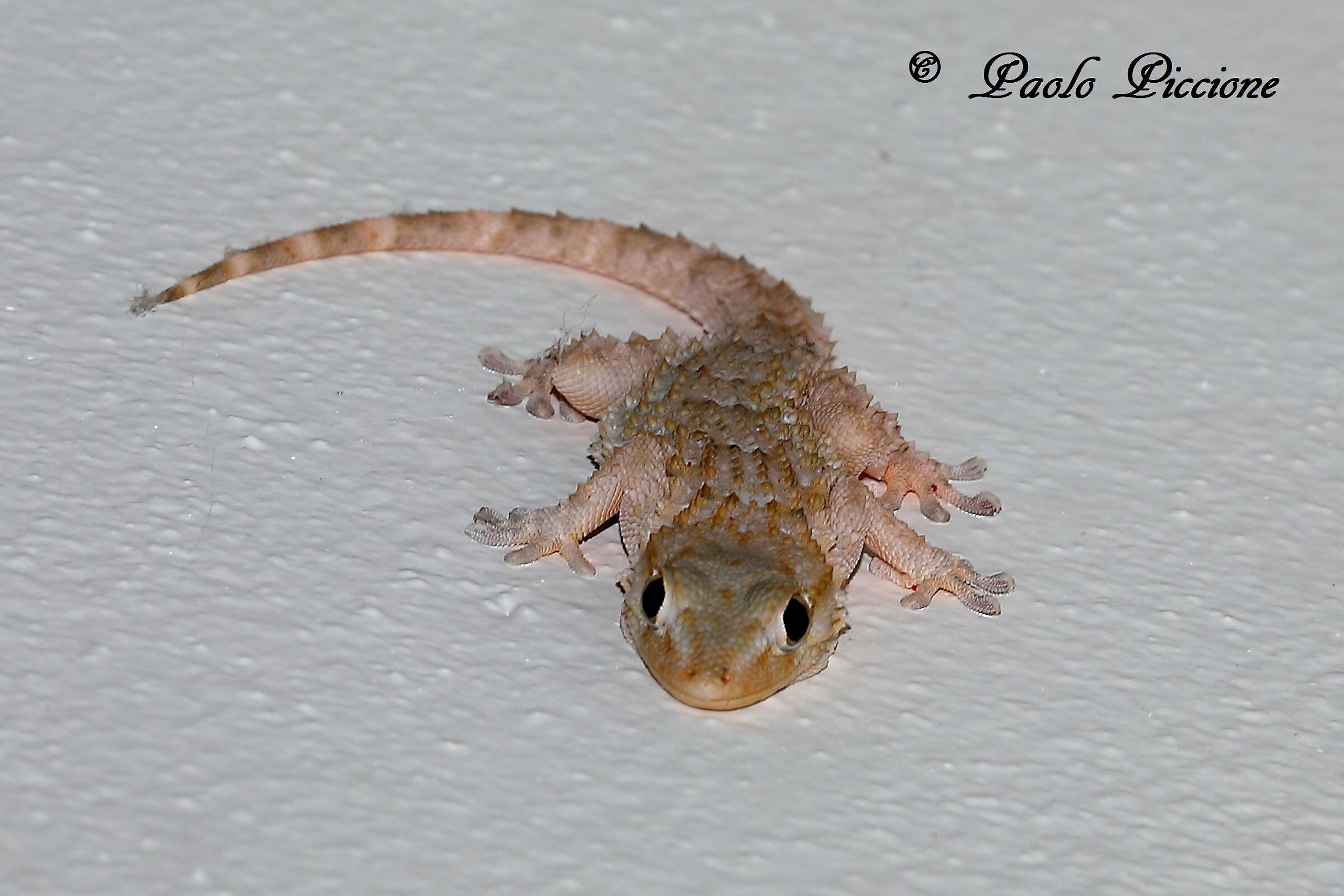Gecko