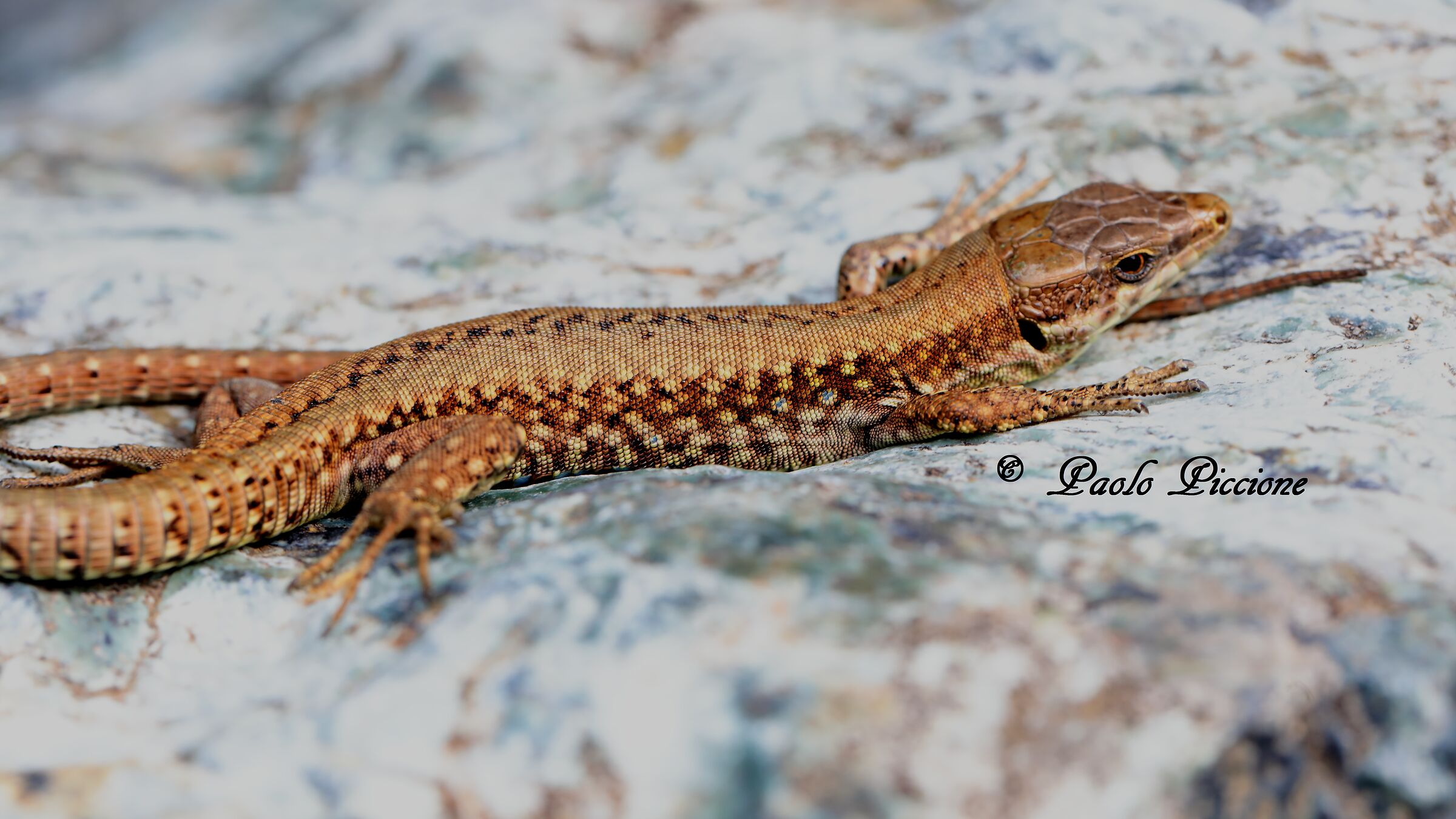Lizard