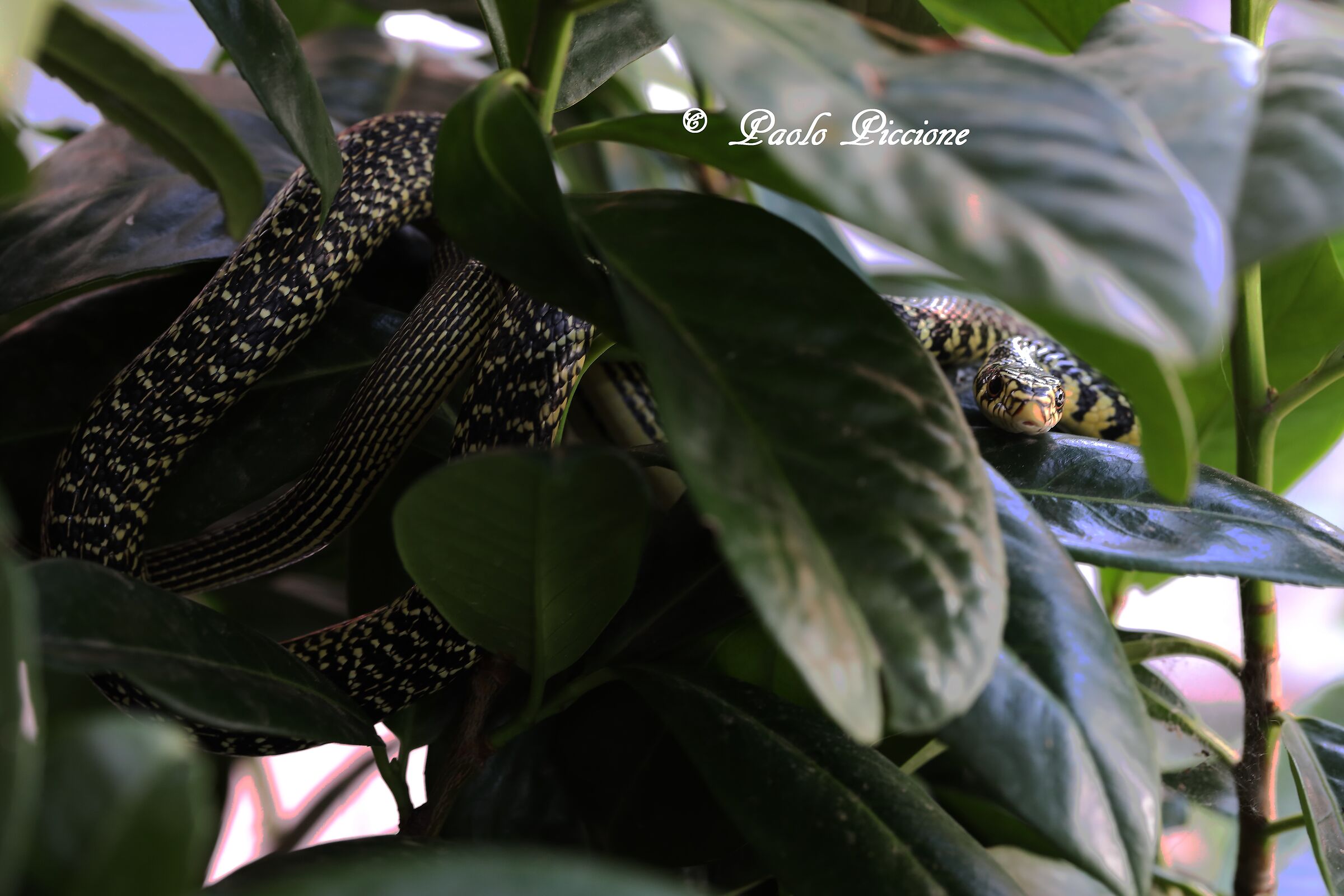 Whip snake