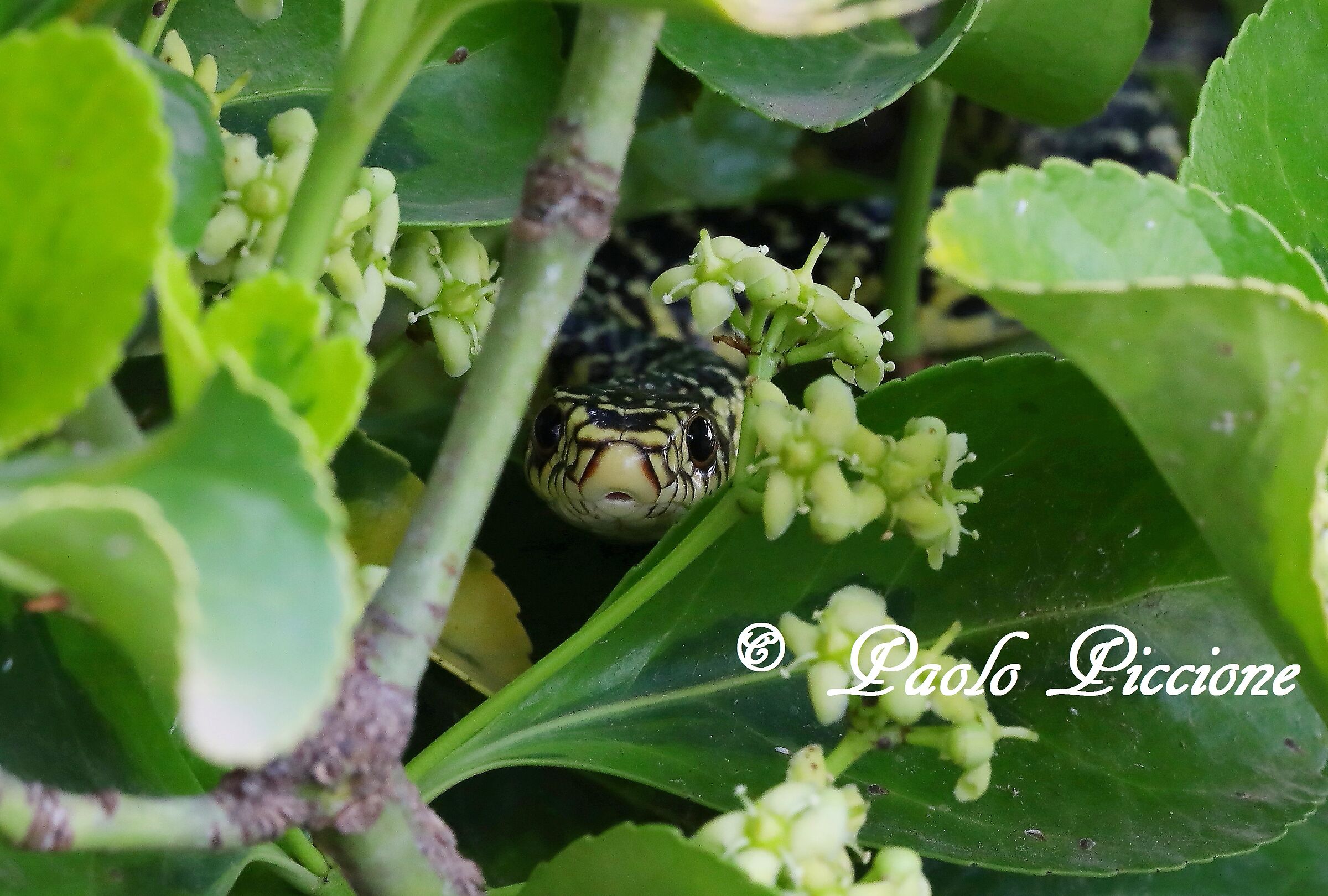 Whip snake