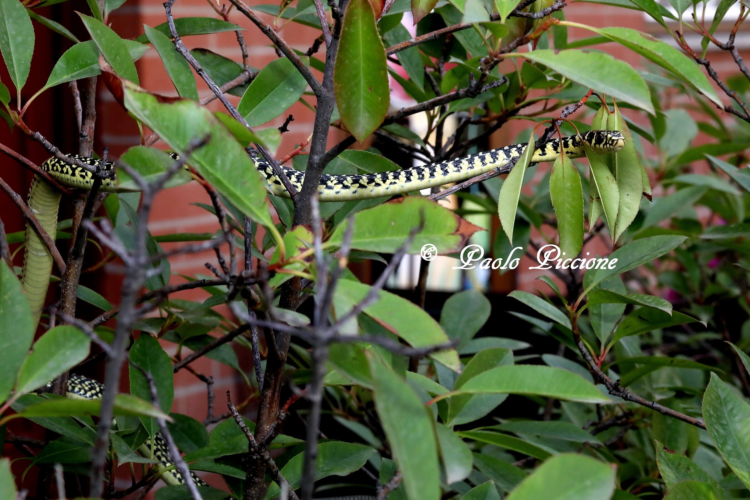 Whip snake