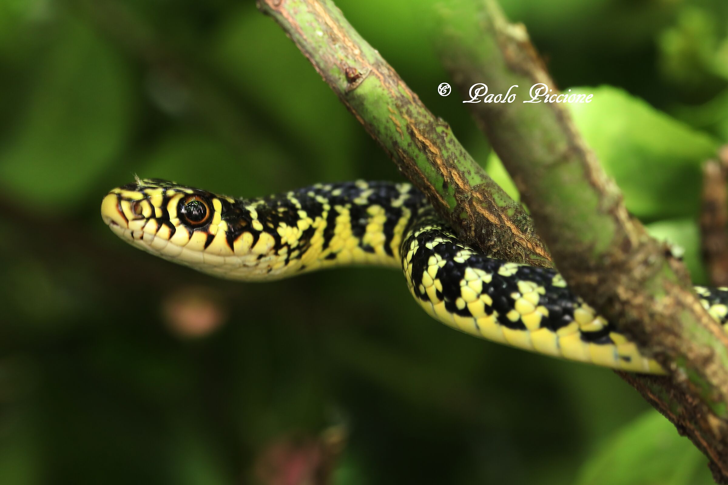 Whip snake