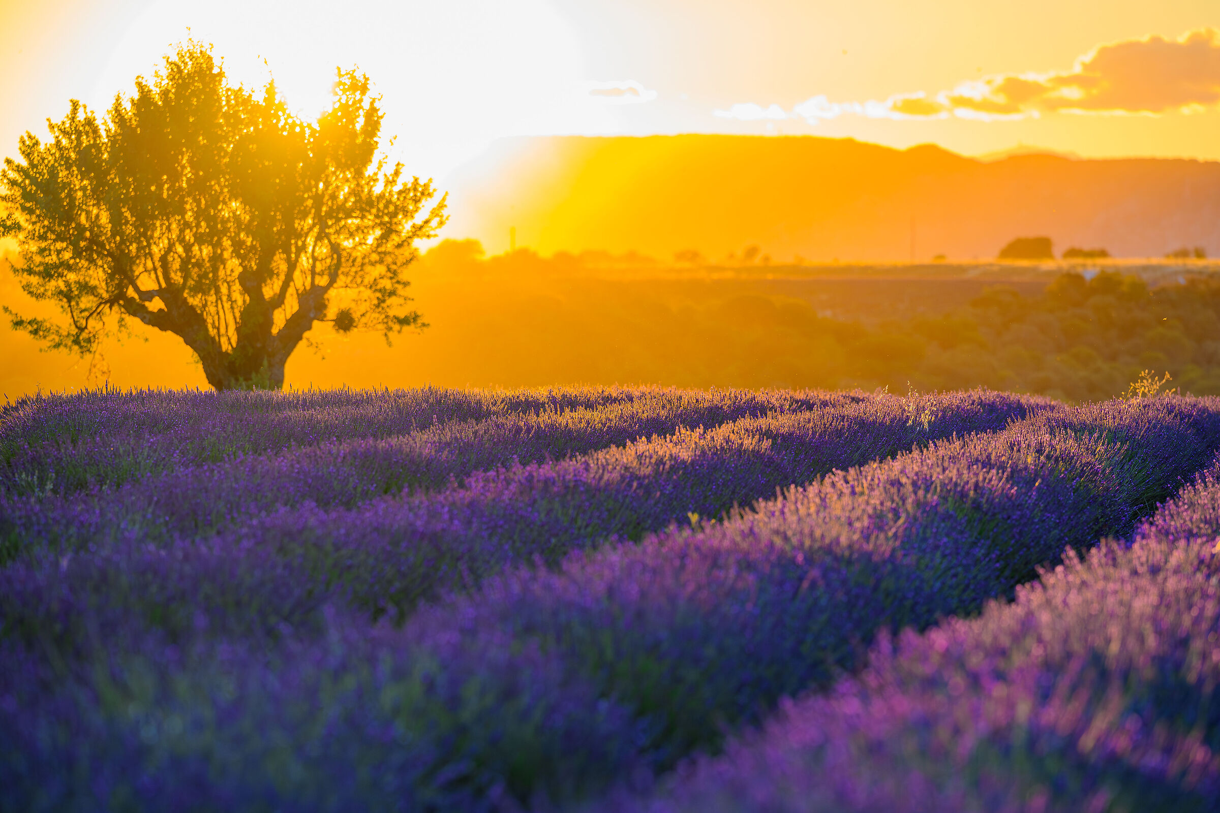 Lavanda