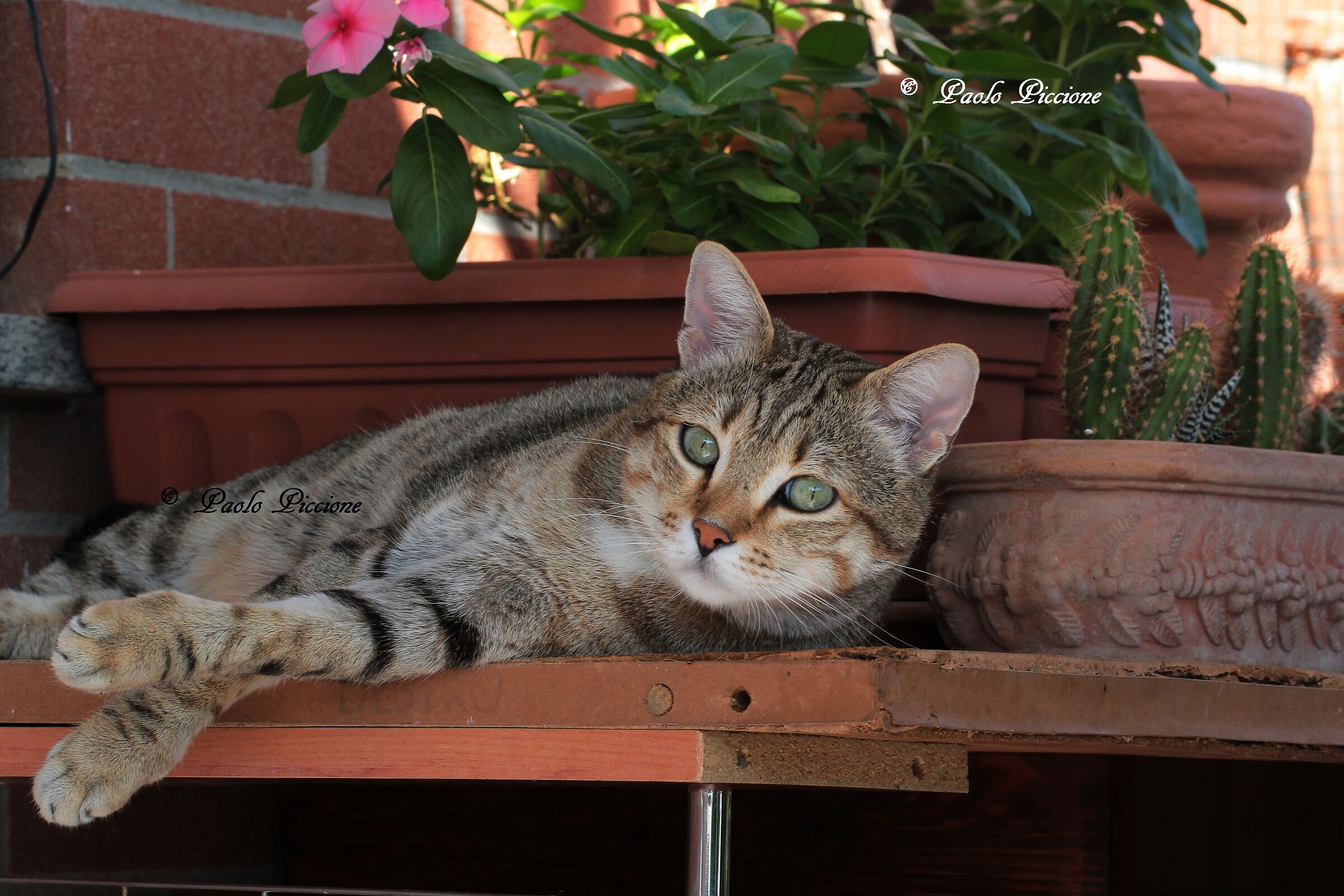Comodo comodo.....