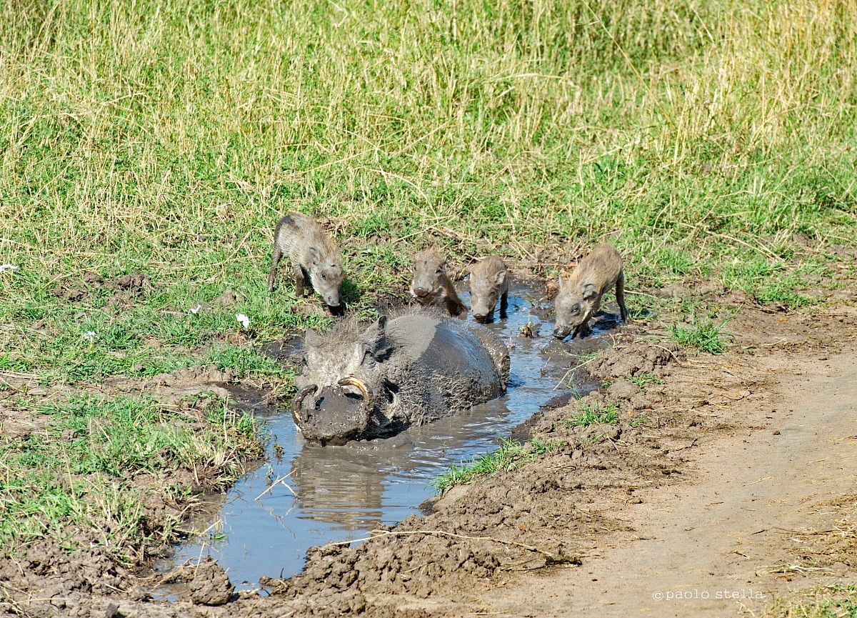 Warthogs, mom and 4 cubs